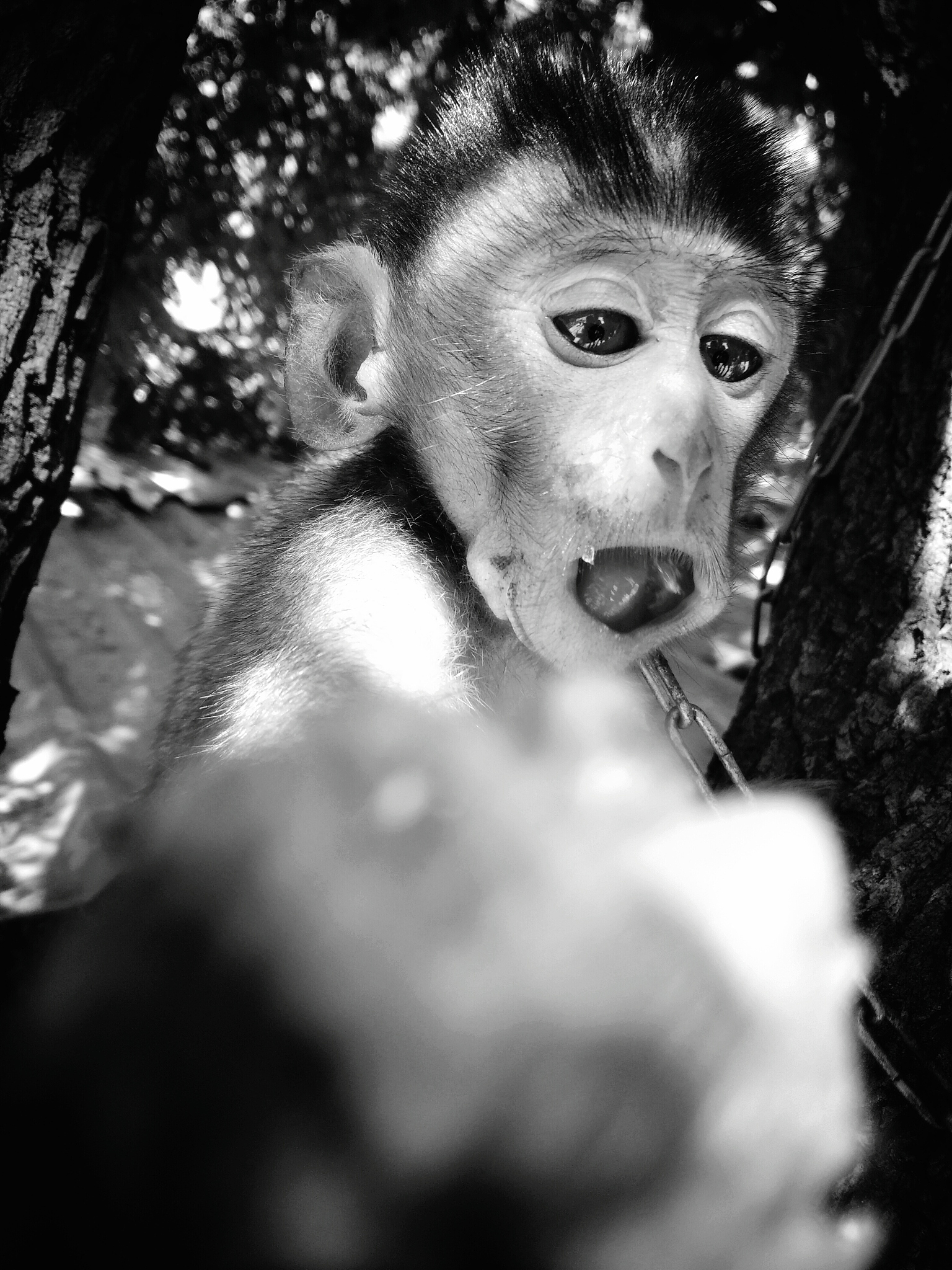 close-up of monkey on tree