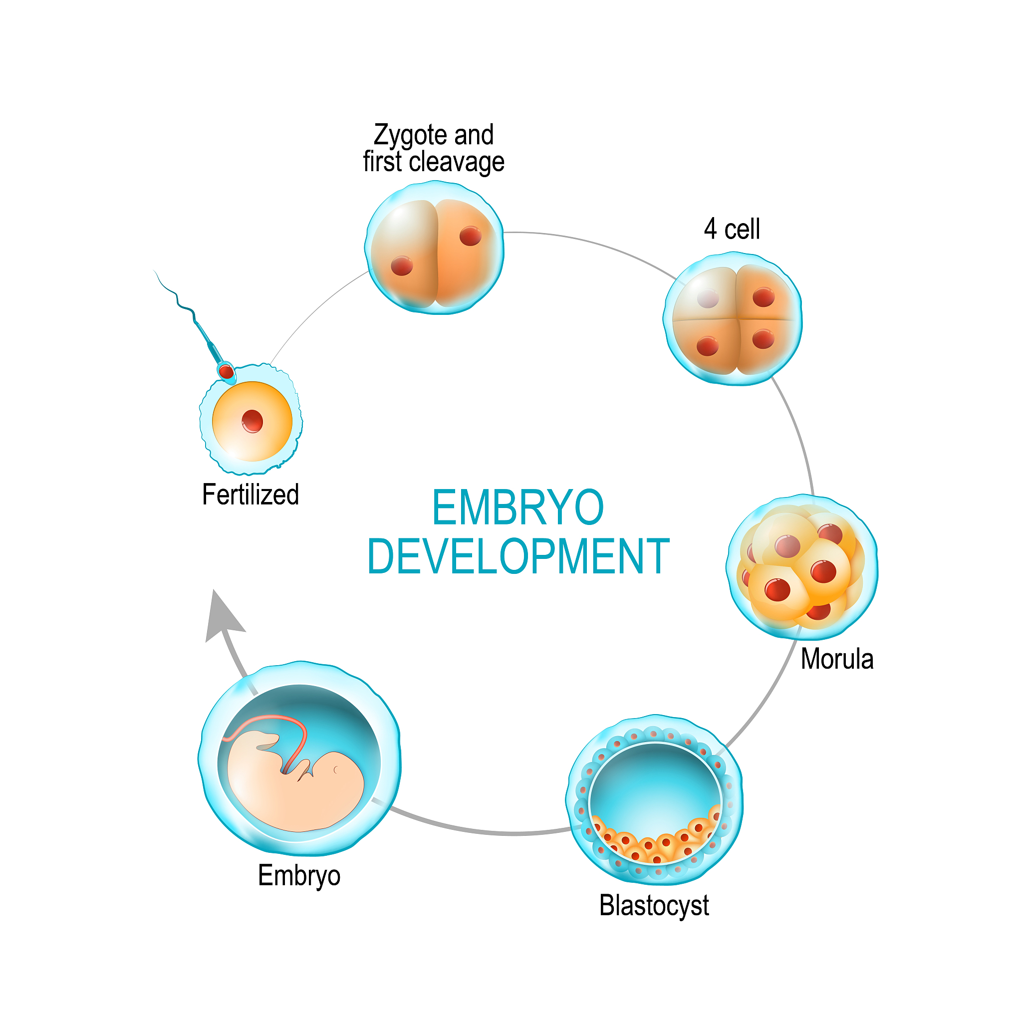 Developmental Biology期刊: 发展生物学研究权威平台