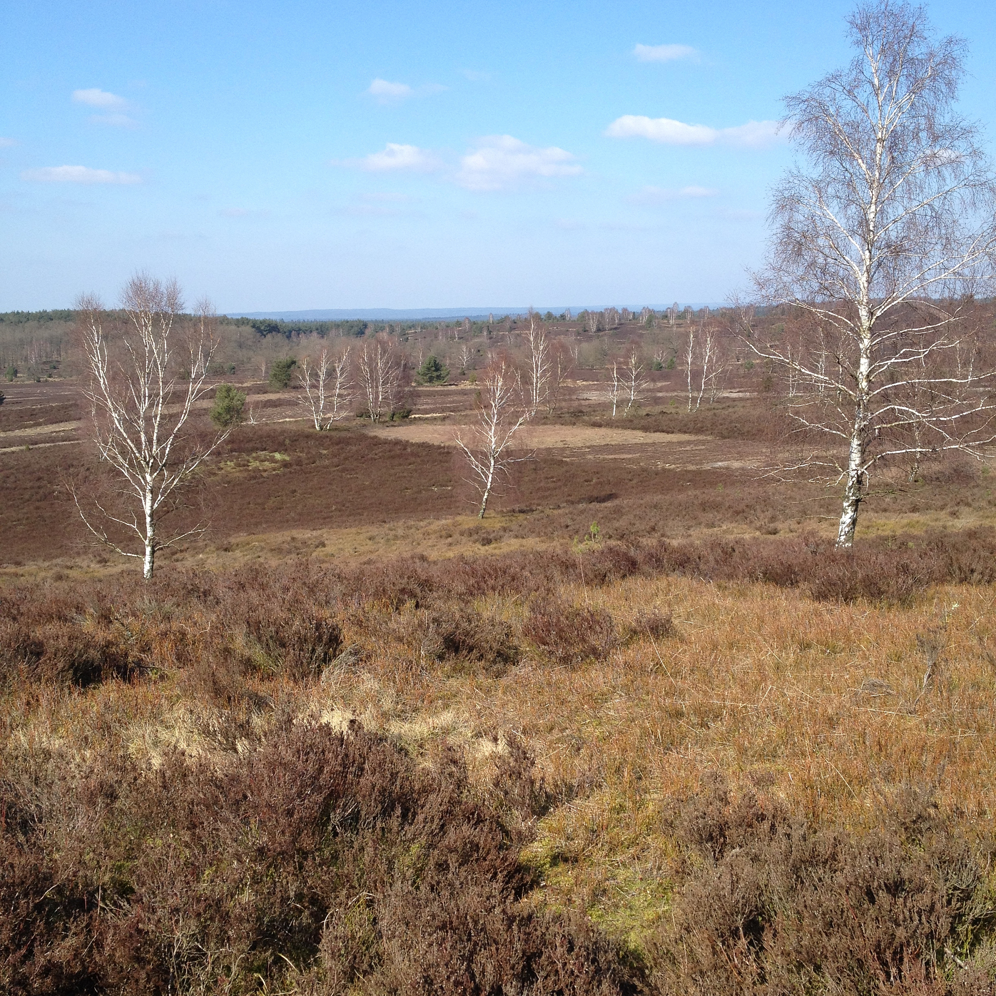 北京平原地区人工林经营管理建议：科学规划、科技支撑、生态保护