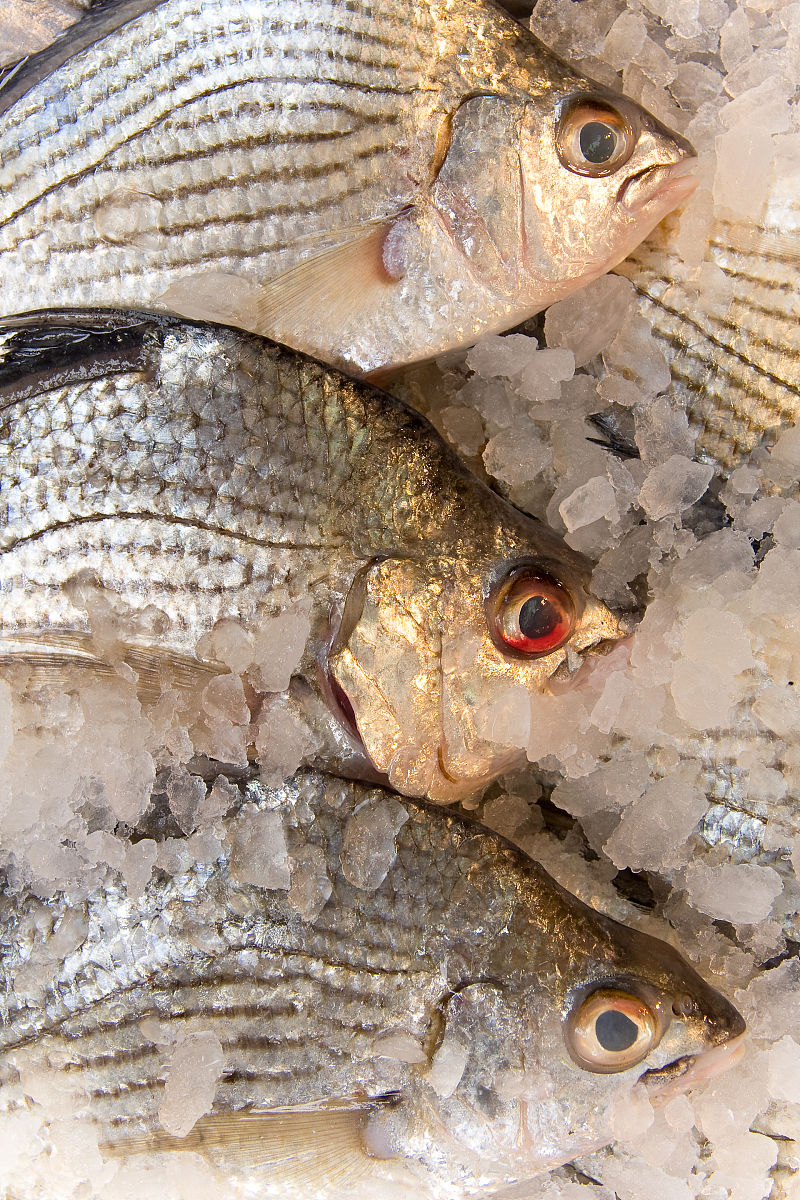 江黄鱼学名是什么？