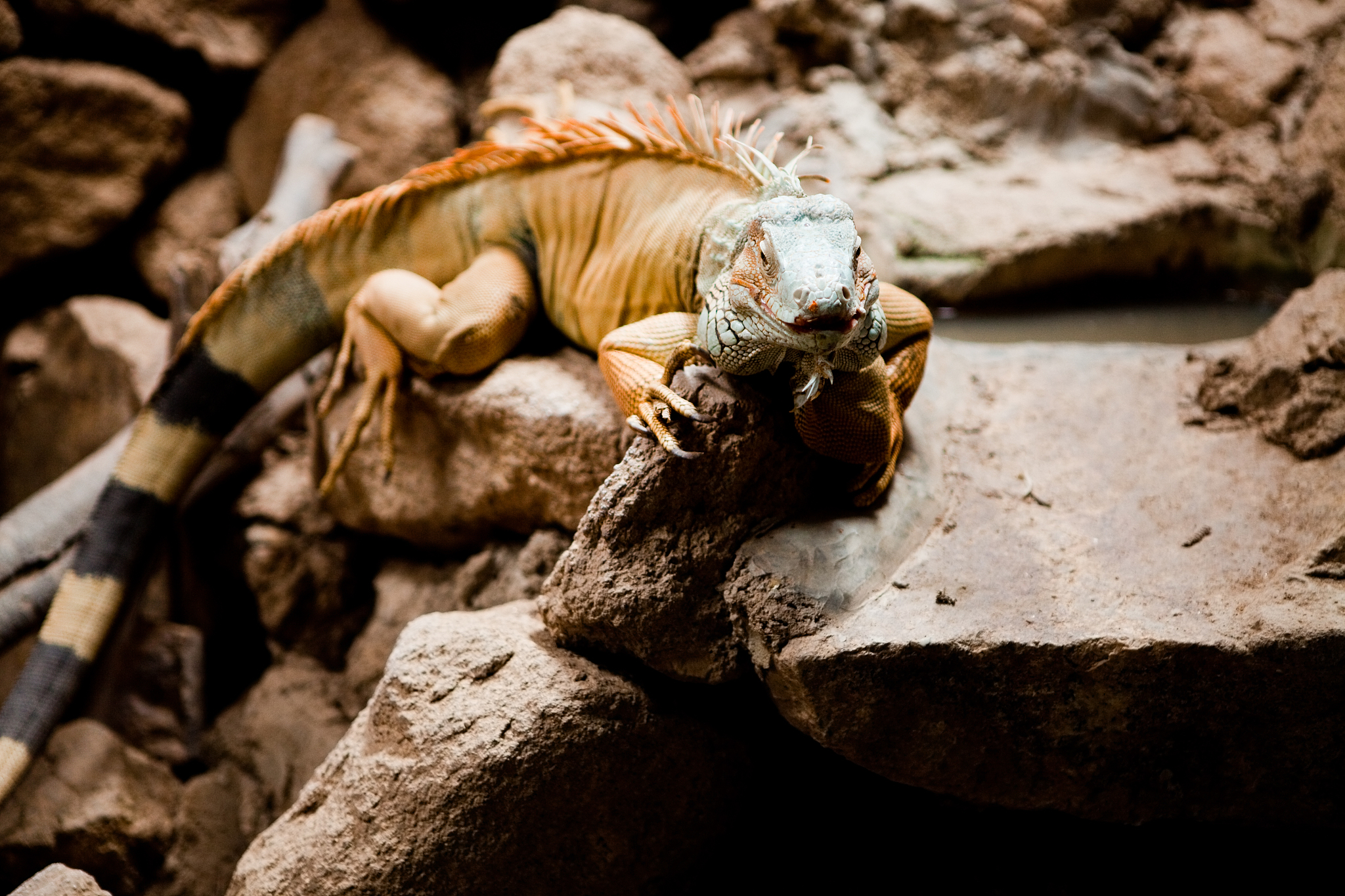 iguana