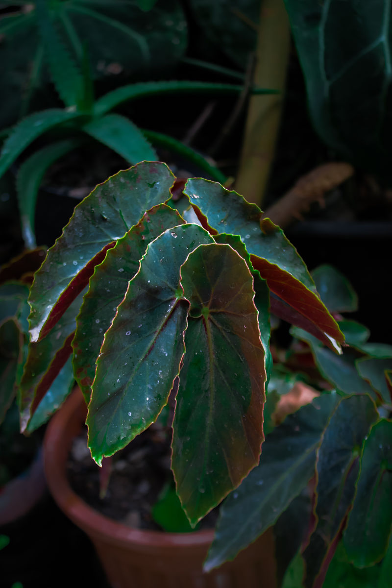 中华秋海棠叶：功效、作用及应用 - 全面解析