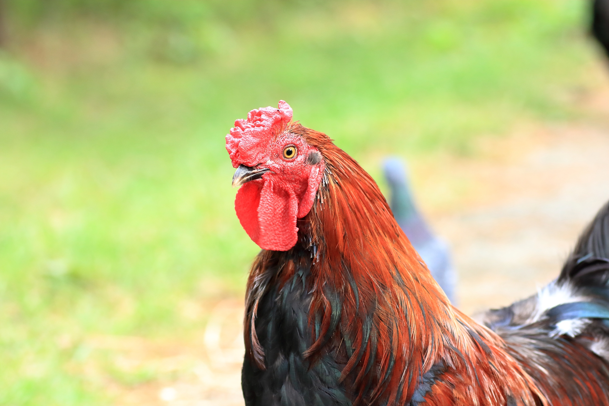 chicken