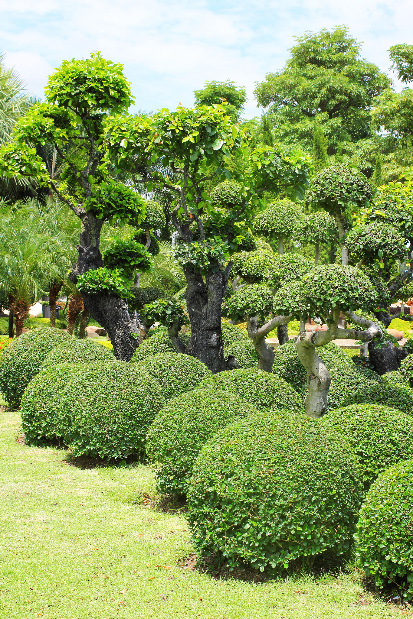 中国园林植物种类统计：2.7万种丰富多样
