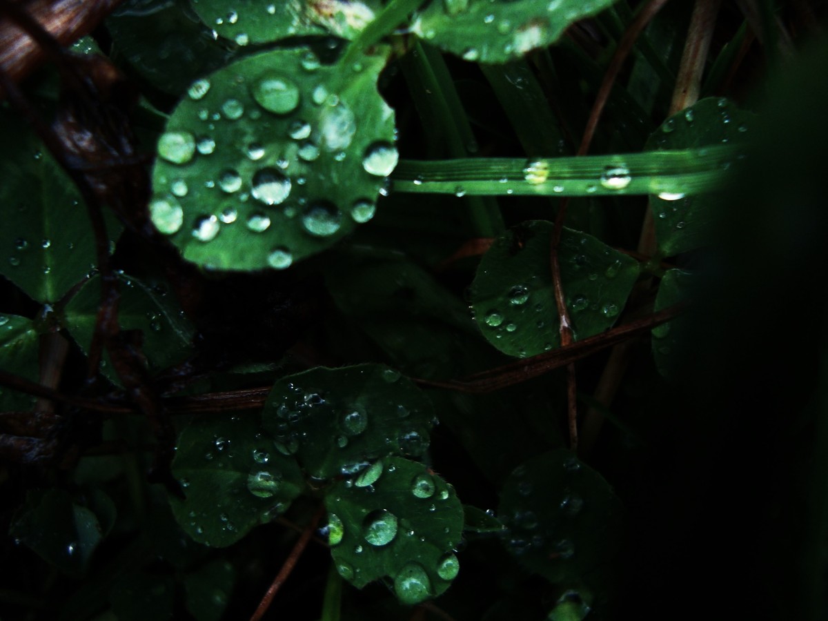 雨天诗歌：细雨轻柔，心绪飘散
