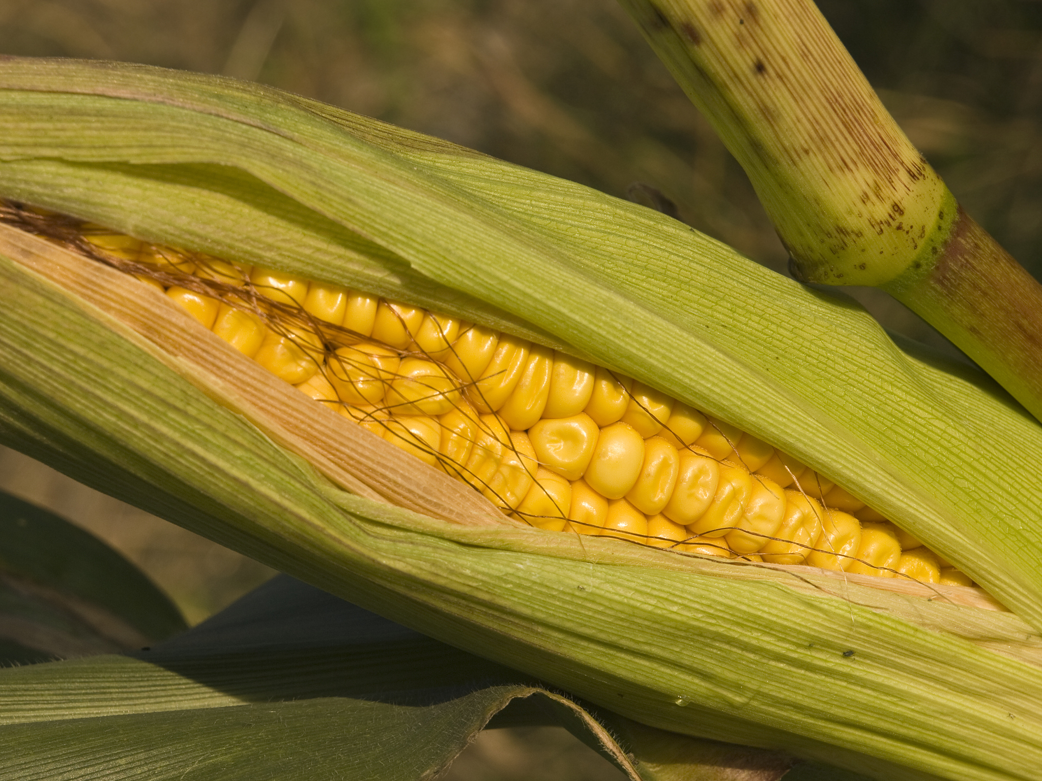 B73 V4玉米品种抗南方玉米叶枯病基因列表