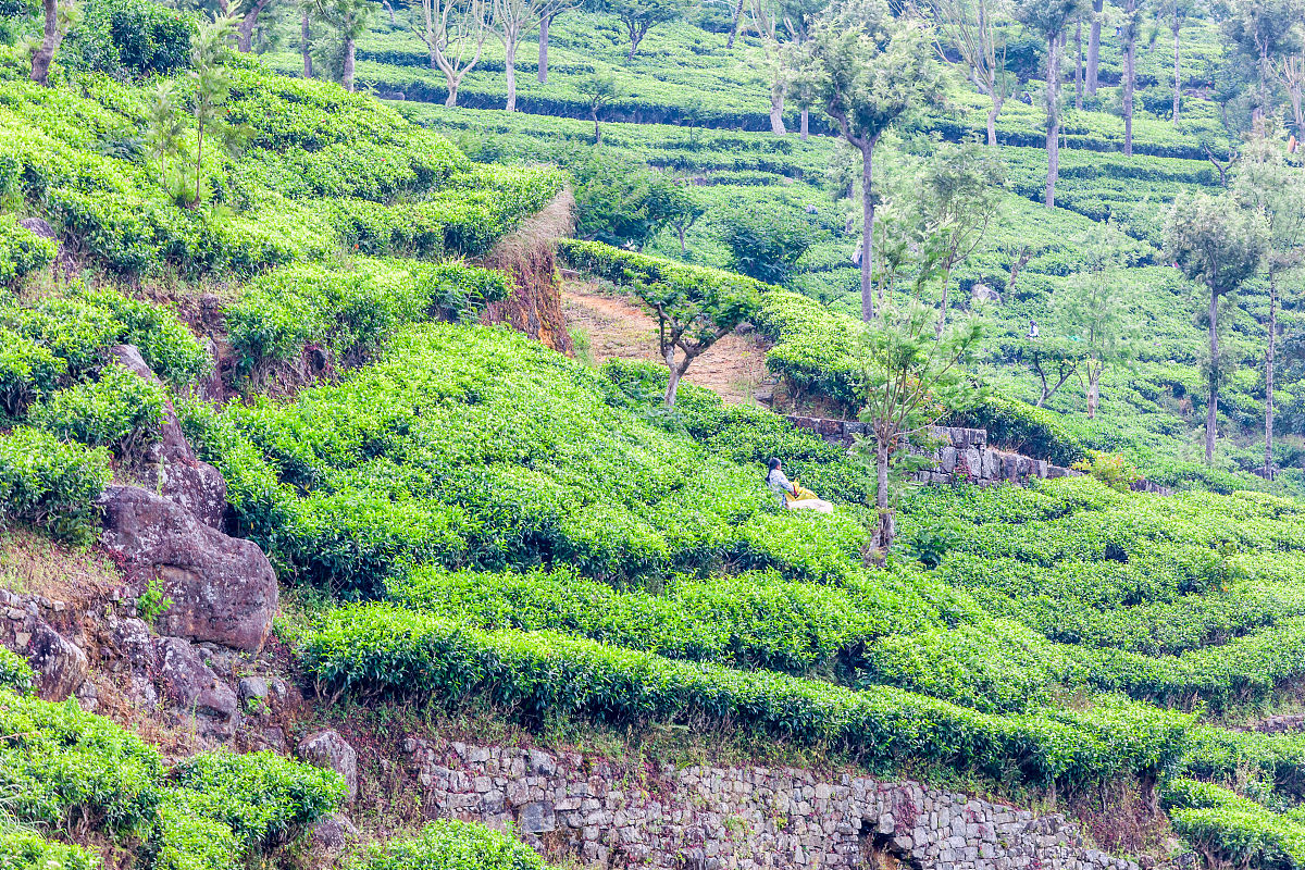 板栗树和茶树结合种植的教学课件原理发展优势