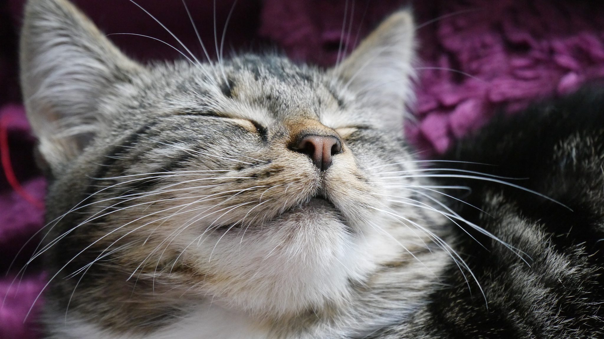 close-up of sleeping cat