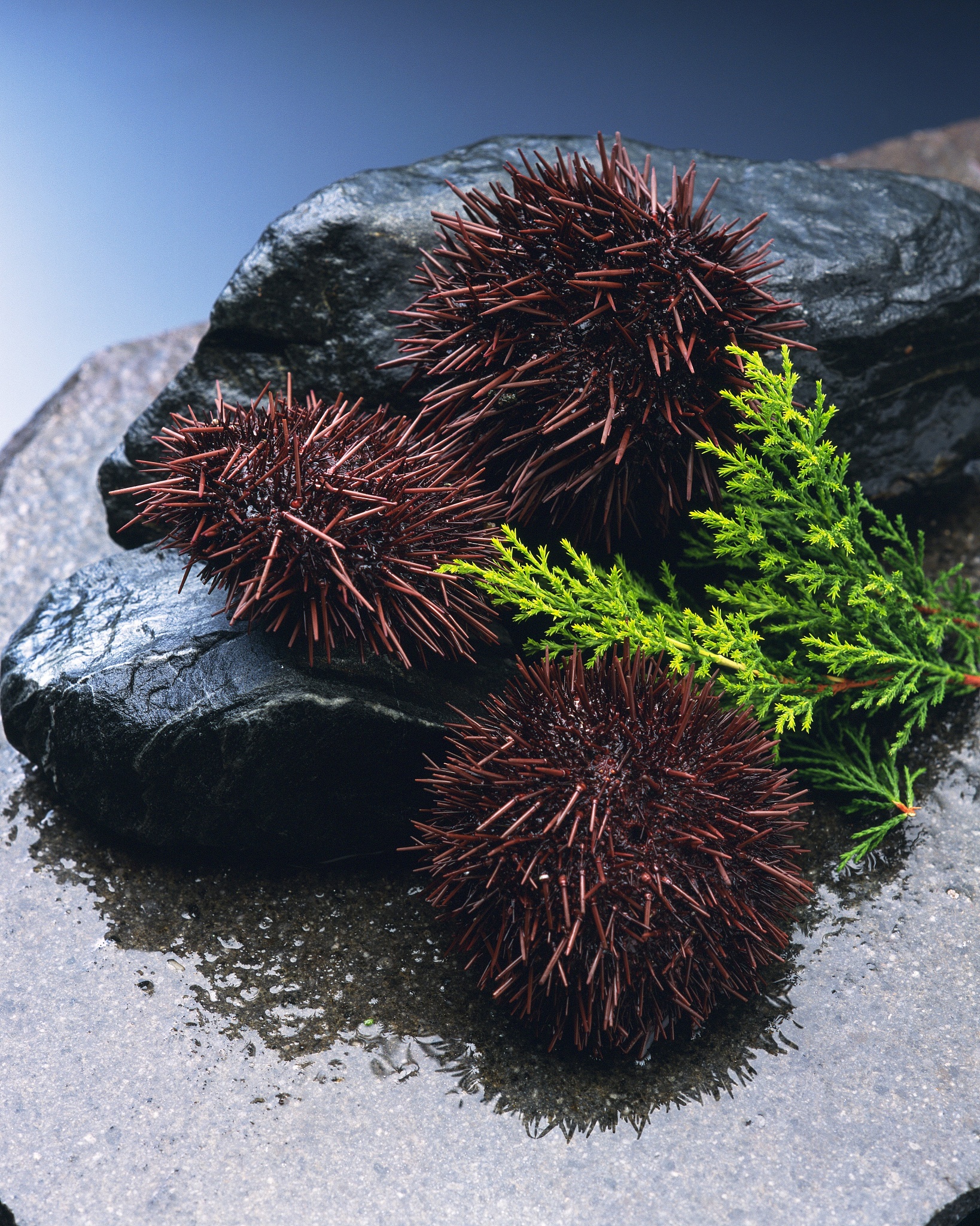 请帮我润色这段话近年来世界范围内海胆需求量的不断增加引发了海胆的过度捕捞自然海域的海胆资源受到了严重的破坏而海胆的人工增养殖不仅能满足市场的需求且能通过放流恢复自然海域的海胆资源。基于紫海胆在食用、生态修复和水产养殖中的重要意义进行大规模育苗对于推动我国热带海胆的资源恢复和水产养殖业的可持续发展具有积极作用。：