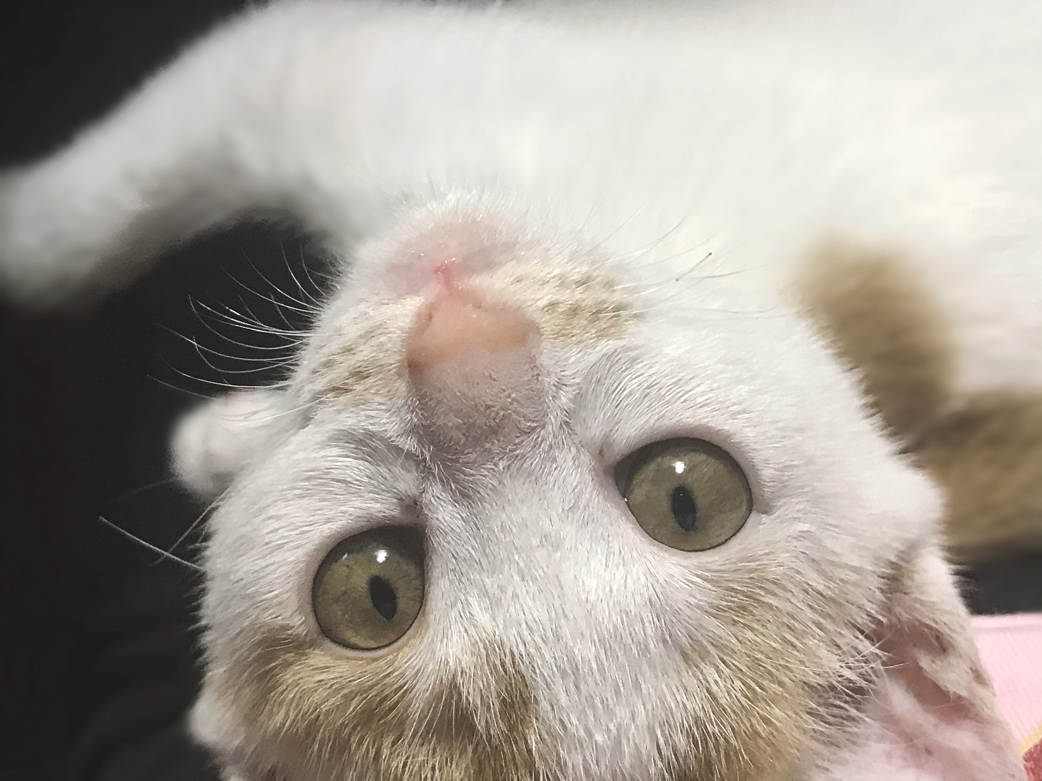 猫咪的眼神，让你心痛💔 一个眼神胜过千言万语！