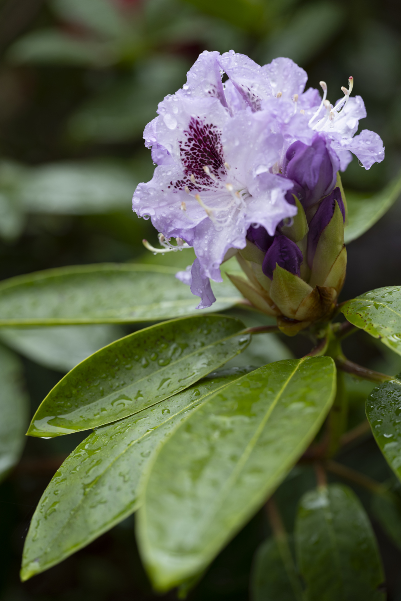 告诉我丁香花的信息