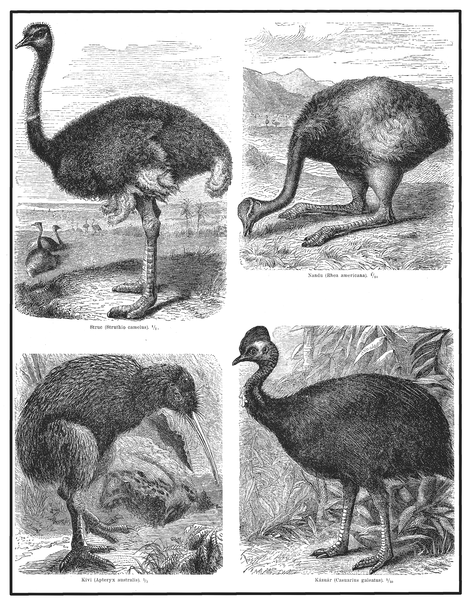 现在的哪些鸟类是由恐龙演变成的