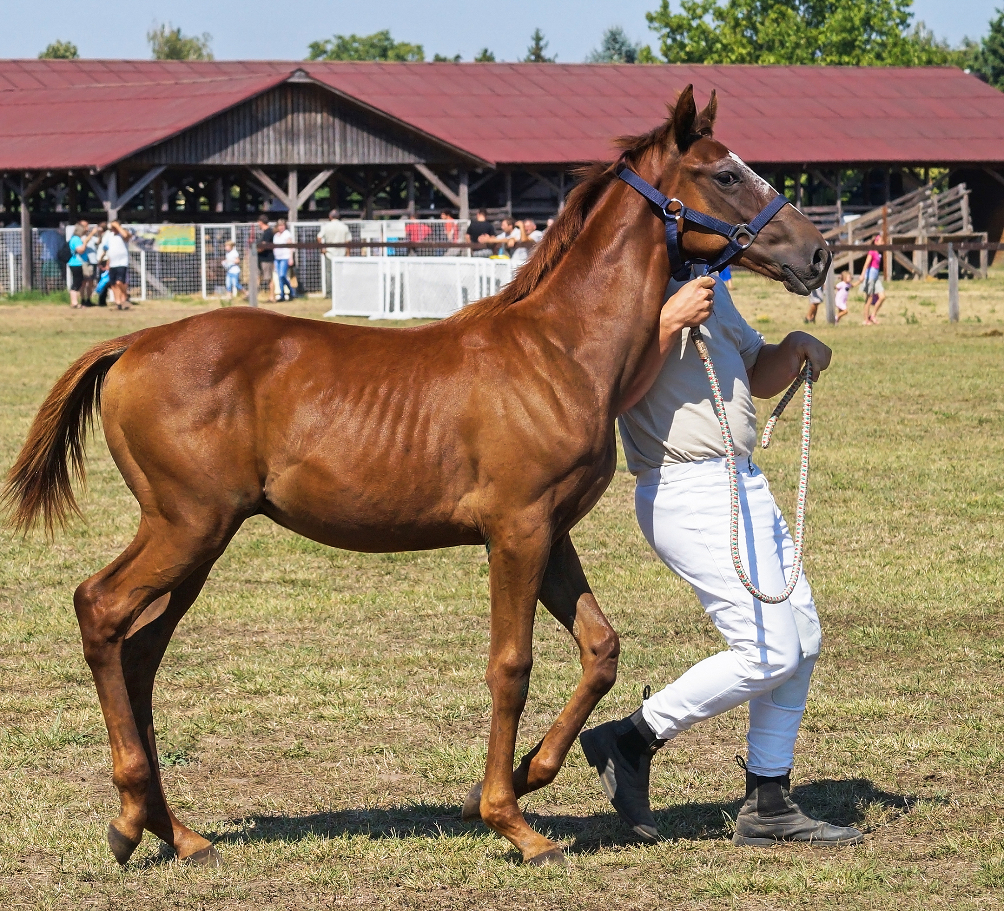 young brown horse