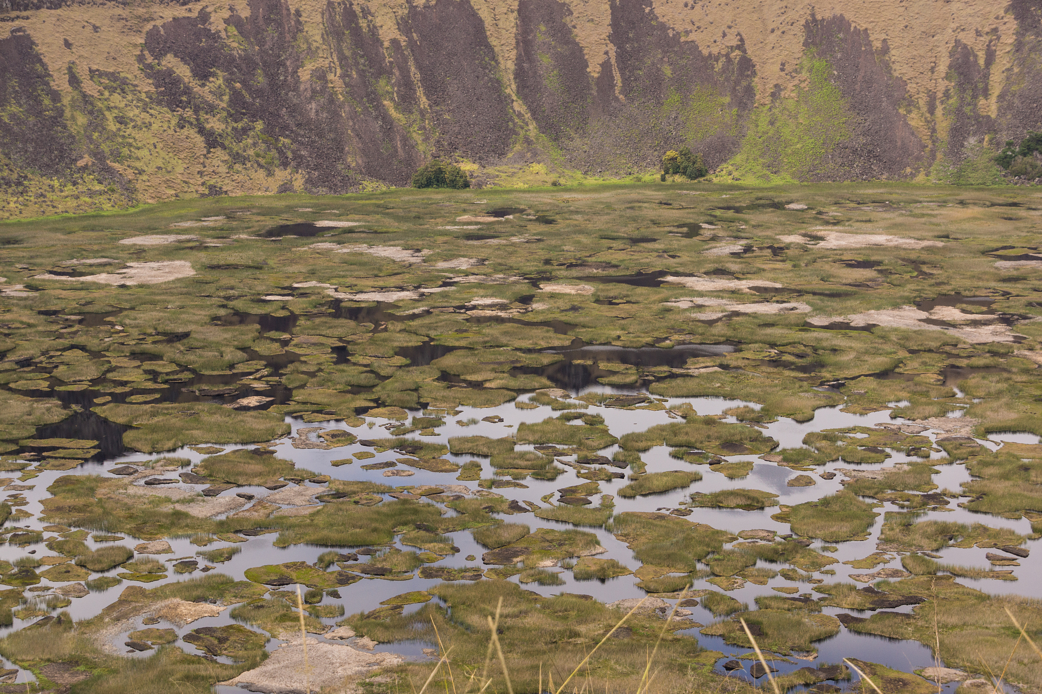 freshwater lake inside rano kau volcano crater , rapa nui