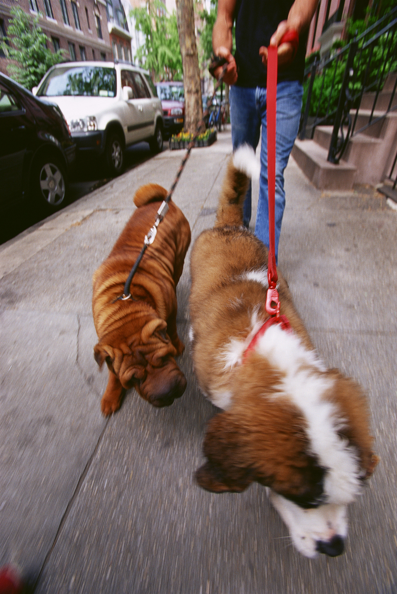 宠物犬缺乏活动空间：原因、后果及解决方案