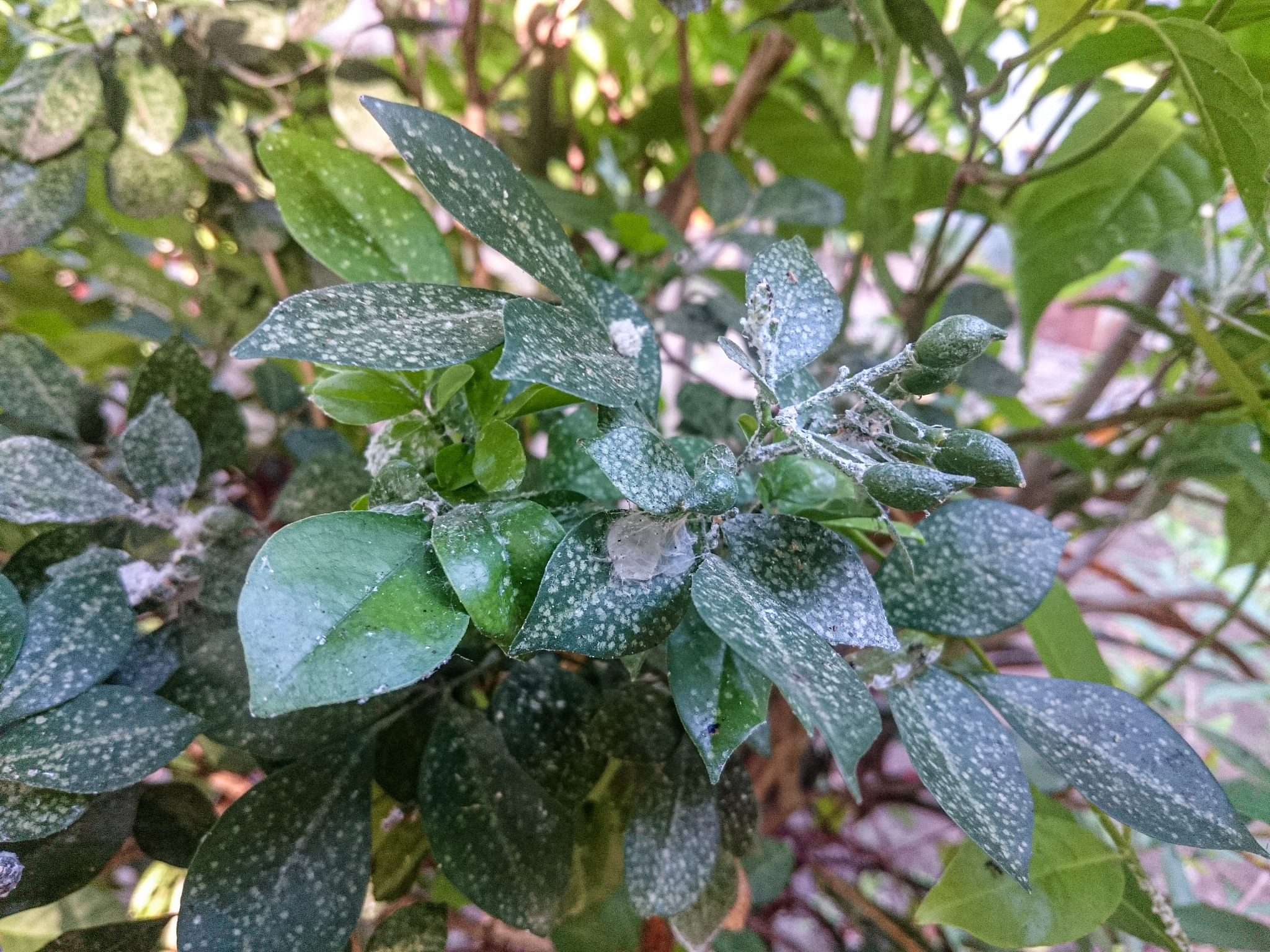 HORTICULTURAL SCIENCE期刊: 园艺科学研究与实践的国际平台