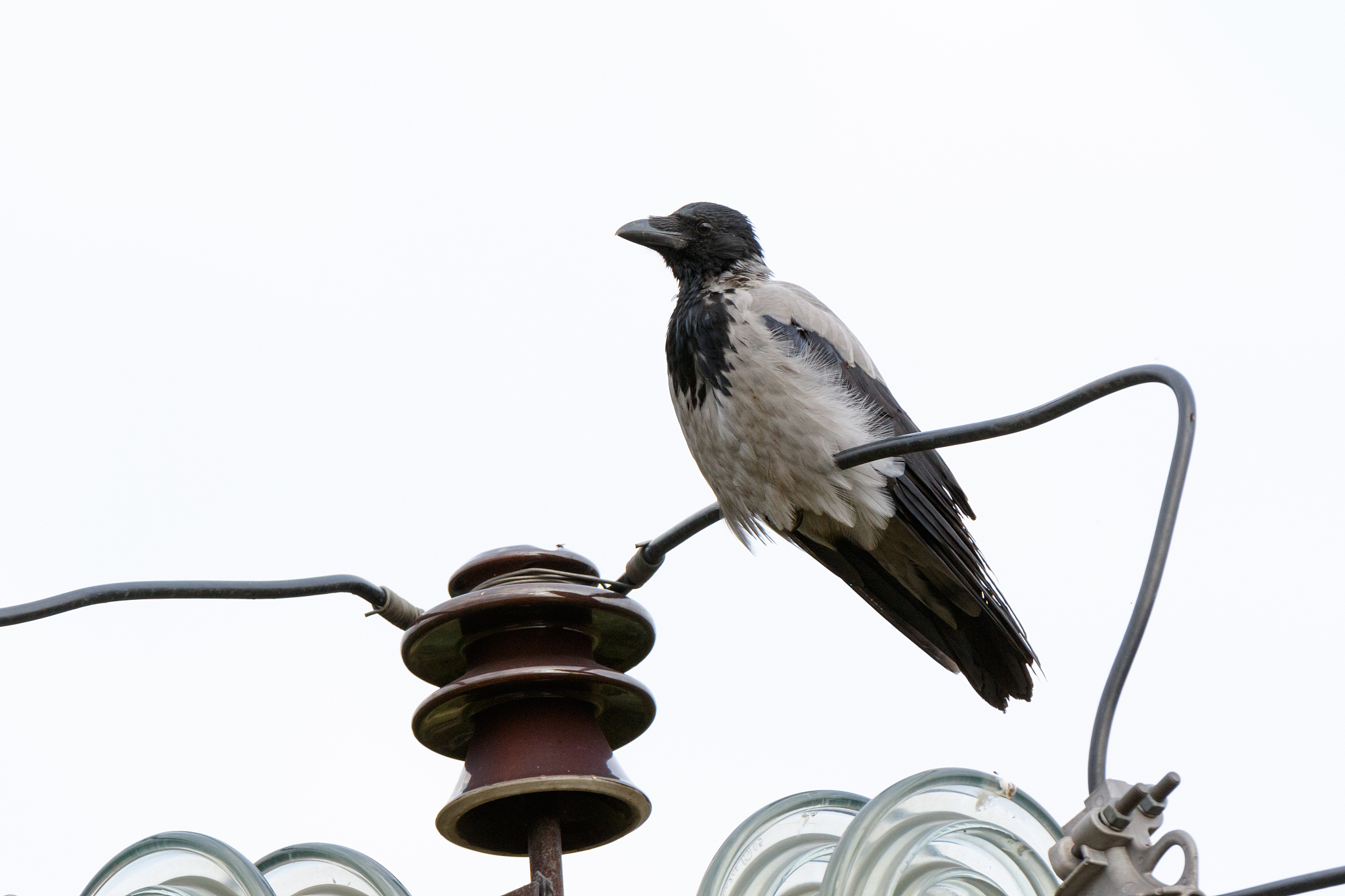 Voron: 含义解释 - 3D打印机、姓氏、小说角色、神话生物