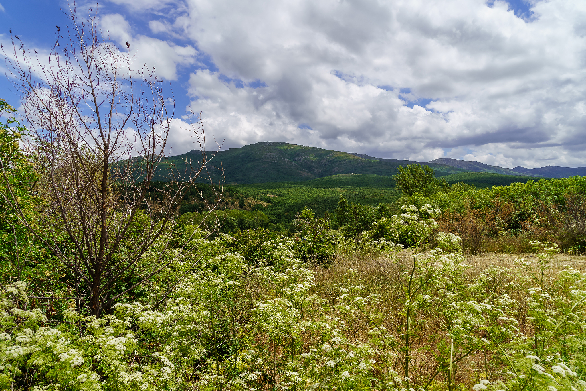 人间三月芳菲尽山野桃花始盛开