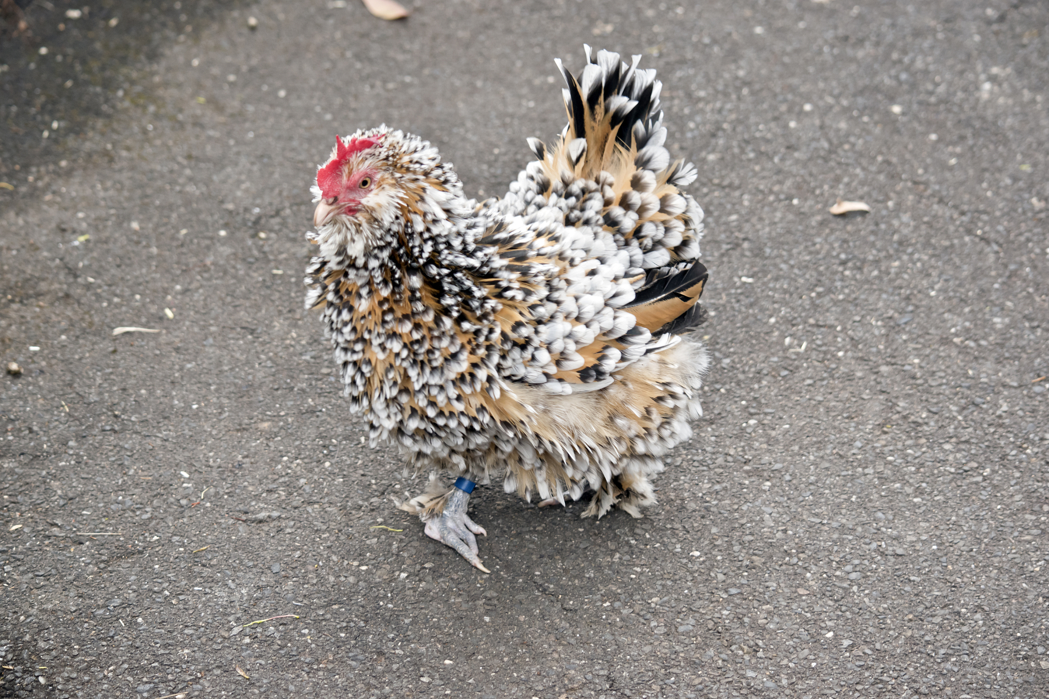 chicken