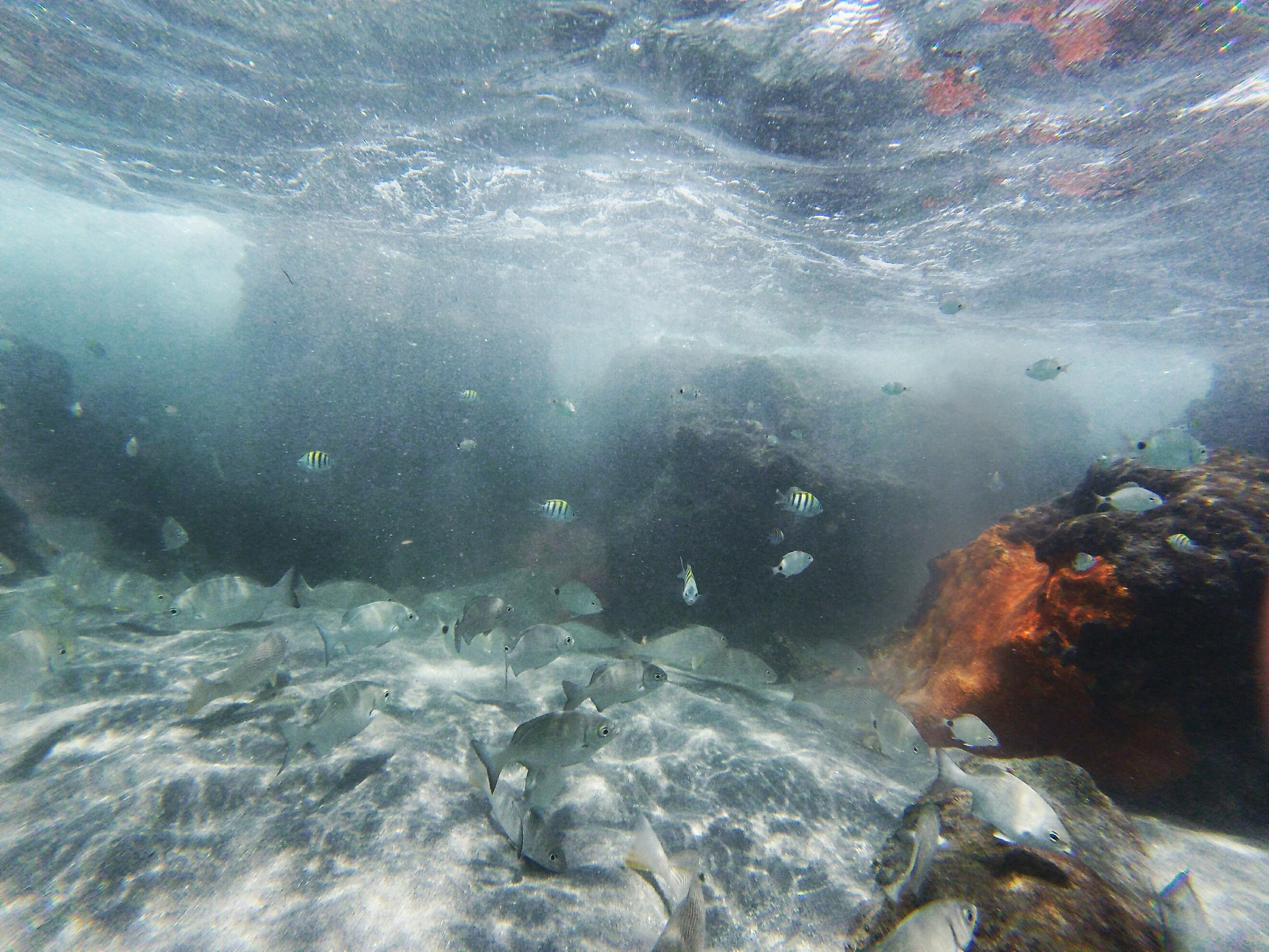 fish swimming in sea