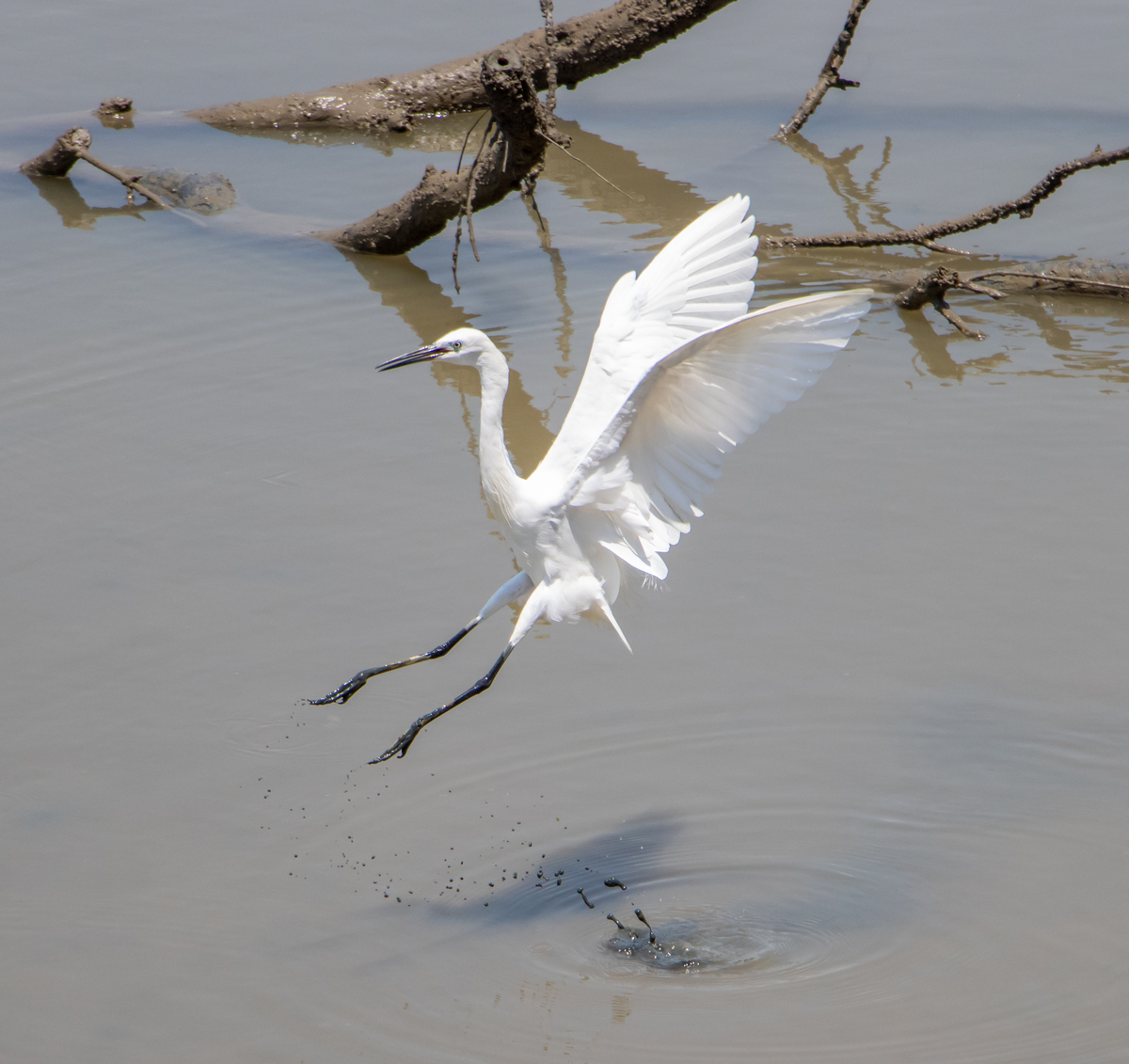鸿鹄怎么读？带你揭秘这种高贵鸟类的读音和文化象征