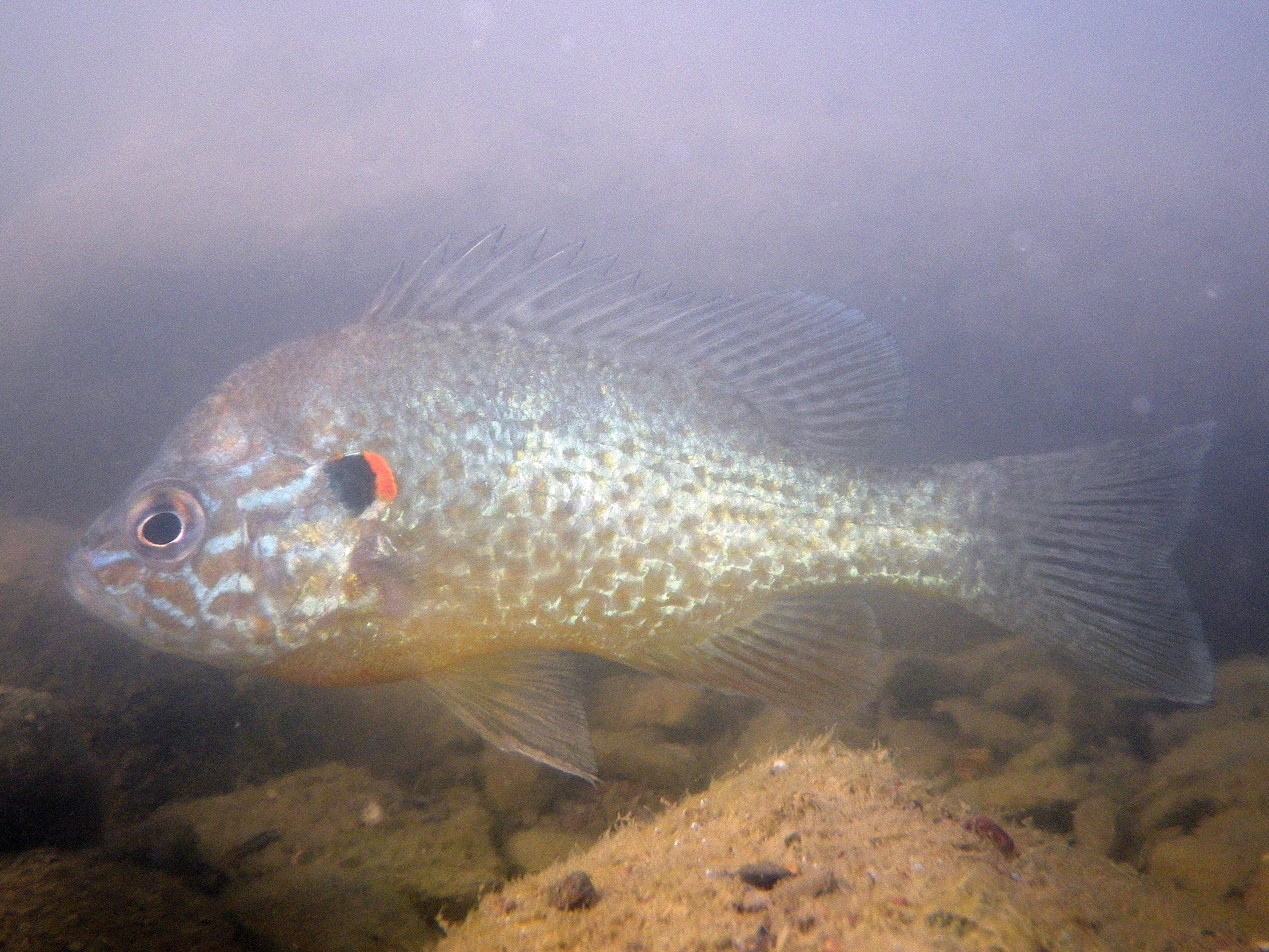 单性罗非鱼繁殖还论年龄和品种吗