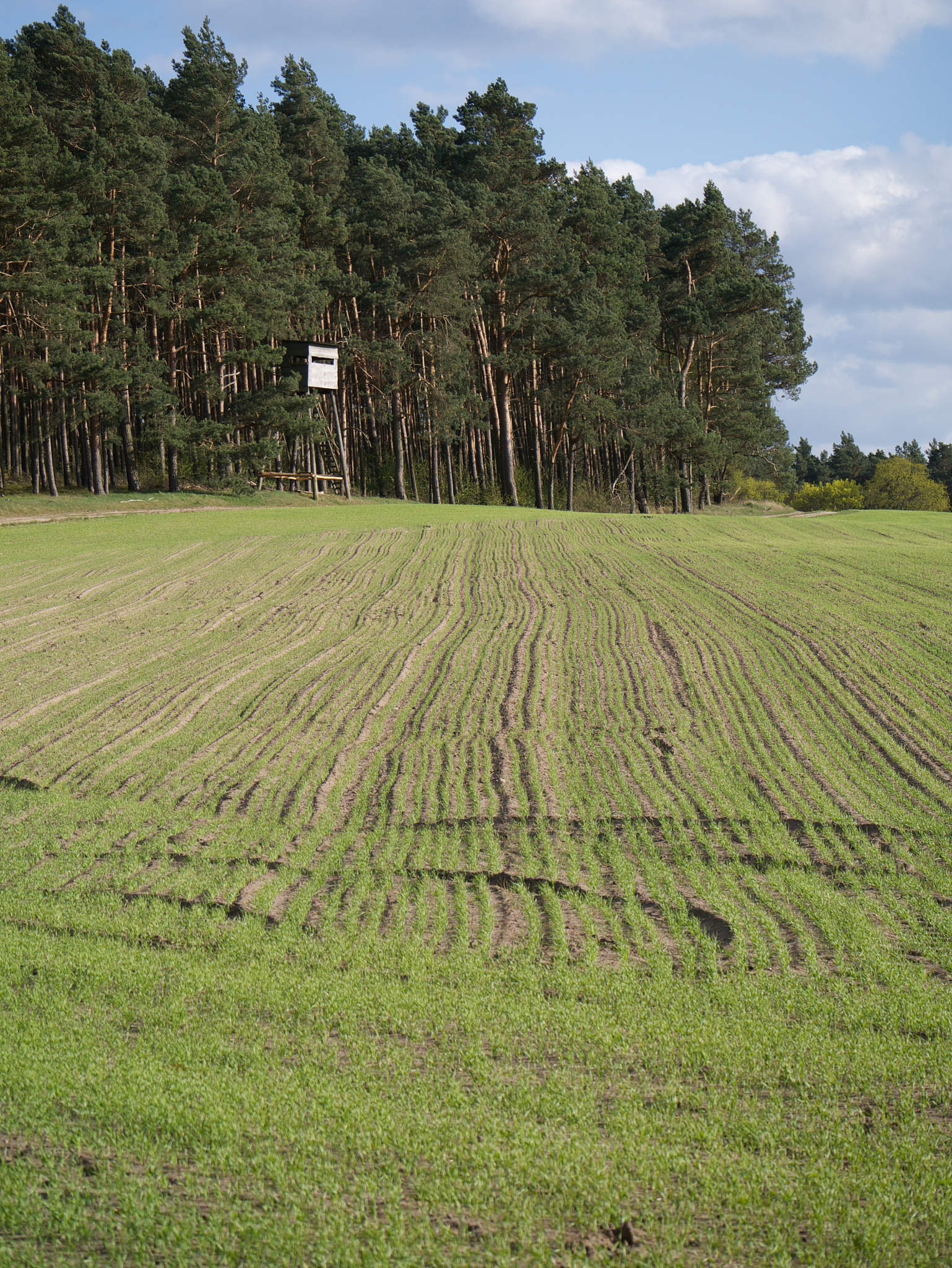 Dense Planting: A Promising Approach to Boost Maize Yield