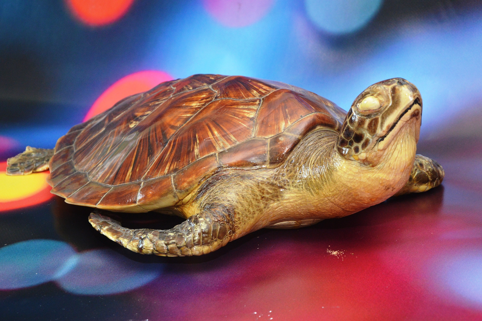 turtle