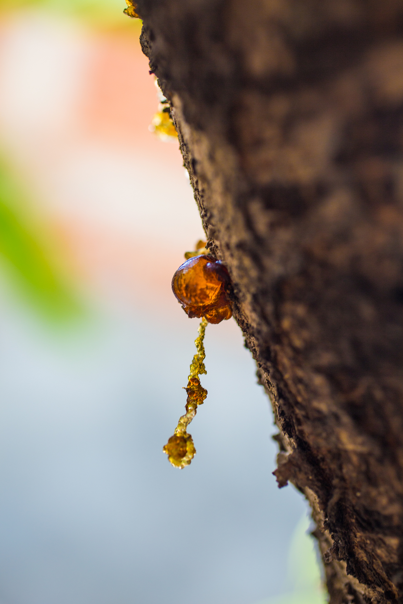 close-up of resin on tree bark