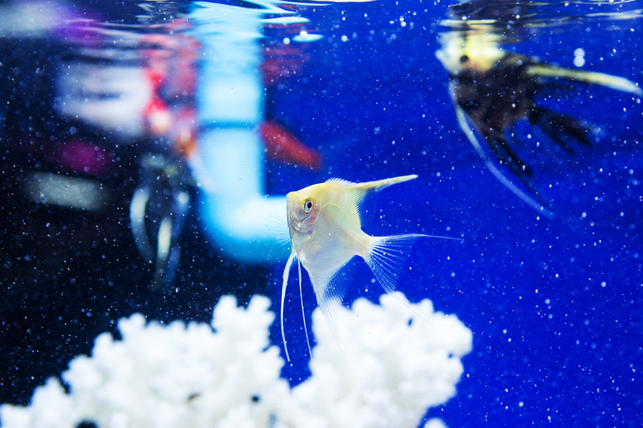 angelfish (pterophyllum scalare) in the fish tank