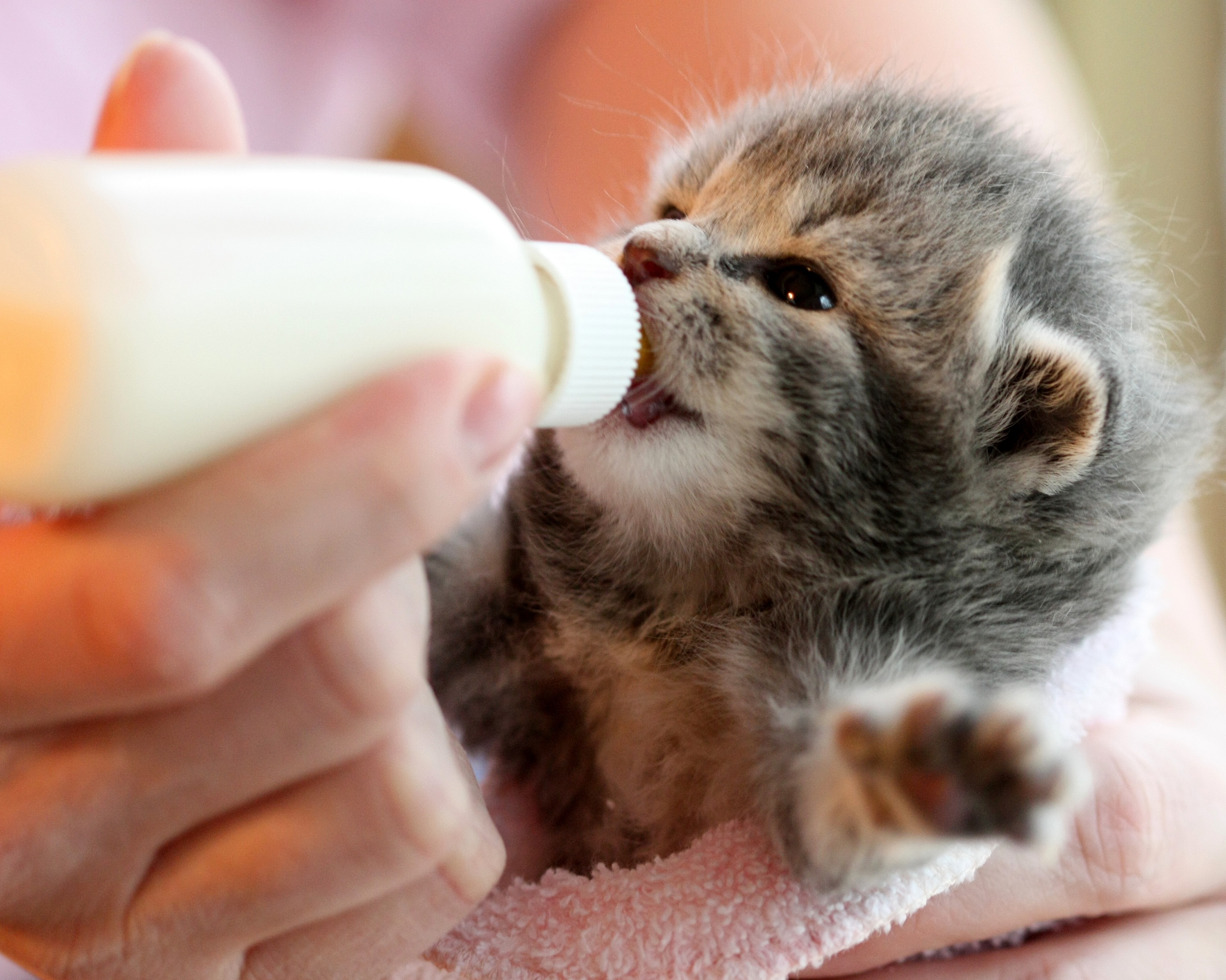 给猫咪喂奶粉的正确方法？1 选择适合猫咪年龄和健康状况的奶粉：不同年龄段的猫咪需要不同类型的奶粉而有些猫咪可能会对某些成分过敏因此在选择奶粉时需要仔细查看成分表。2 准备奶瓶和奶嘴：选择适合猫咪嘴型和大小的奶瓶和奶嘴以确保猫咪能够顺利地吸食奶粉。3 清洁消毒：在每次喂食前需要将奶瓶和奶嘴用热水和洗洁精清洗干净并用开水或消毒液消毒。4 按照奶粉包装上的指示配制奶粉：通常需要将奶粉和温水混合确保奶粉充