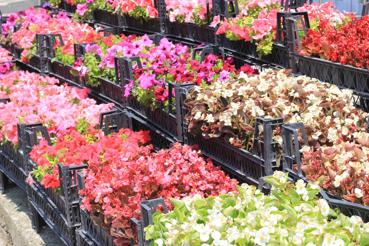 南宁花卉市场推荐：东兴、花卉世界、绿都、青秀