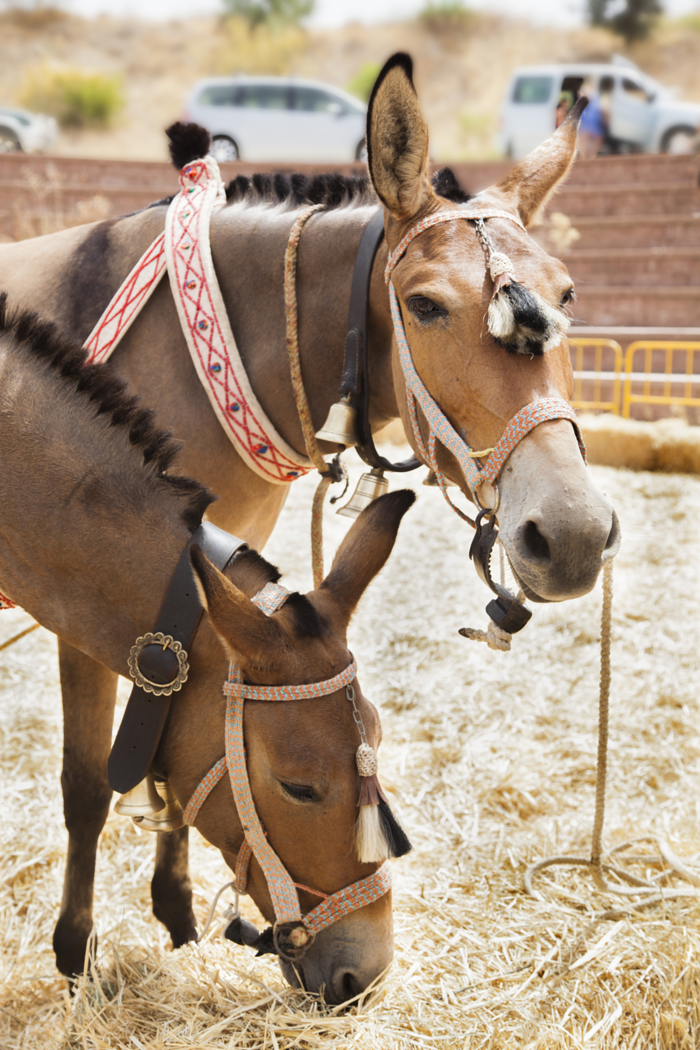 head of one brown colored mule eating straw and other standing