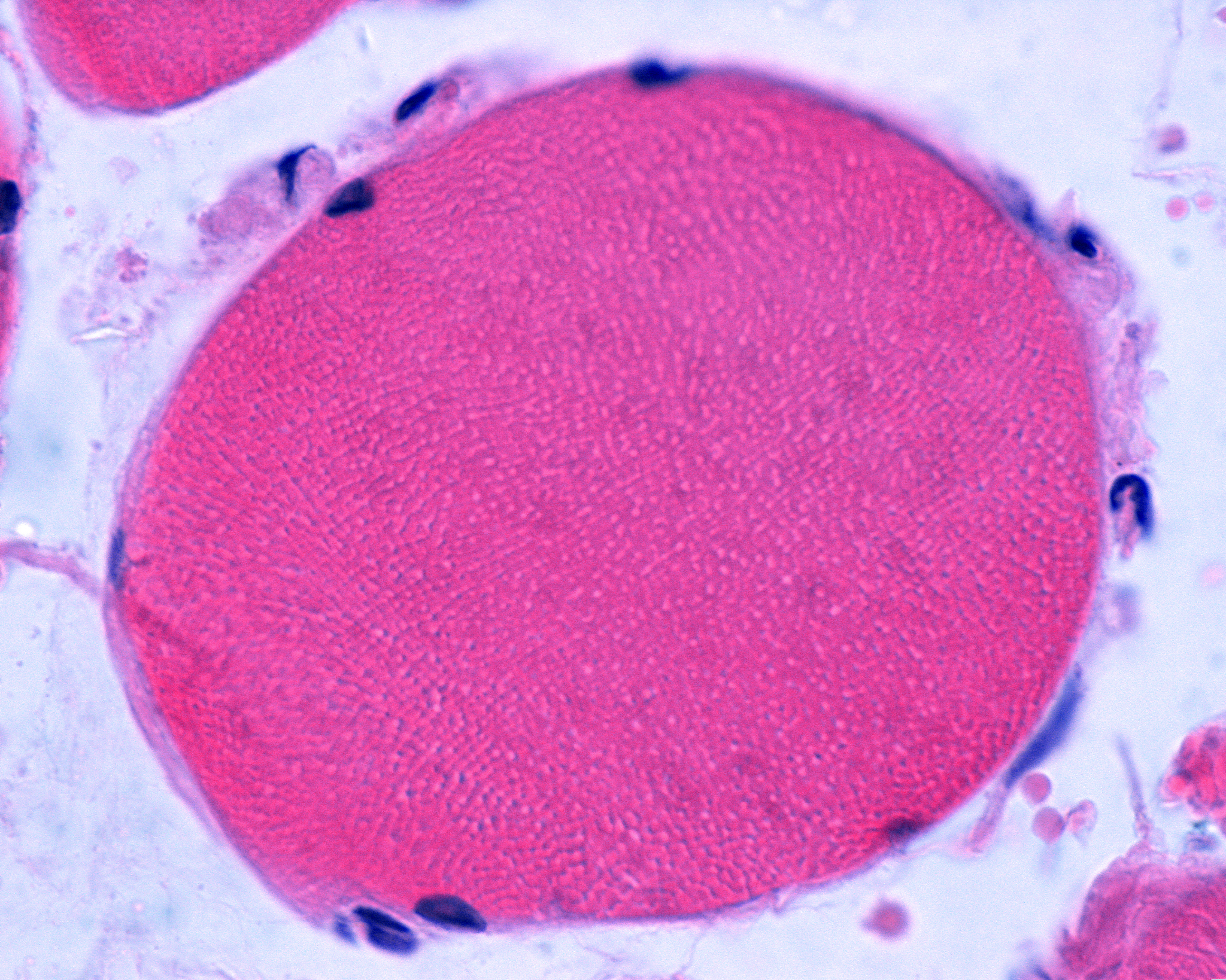 系统解剖学肌学重点：肌肉组织、结构与功能详解