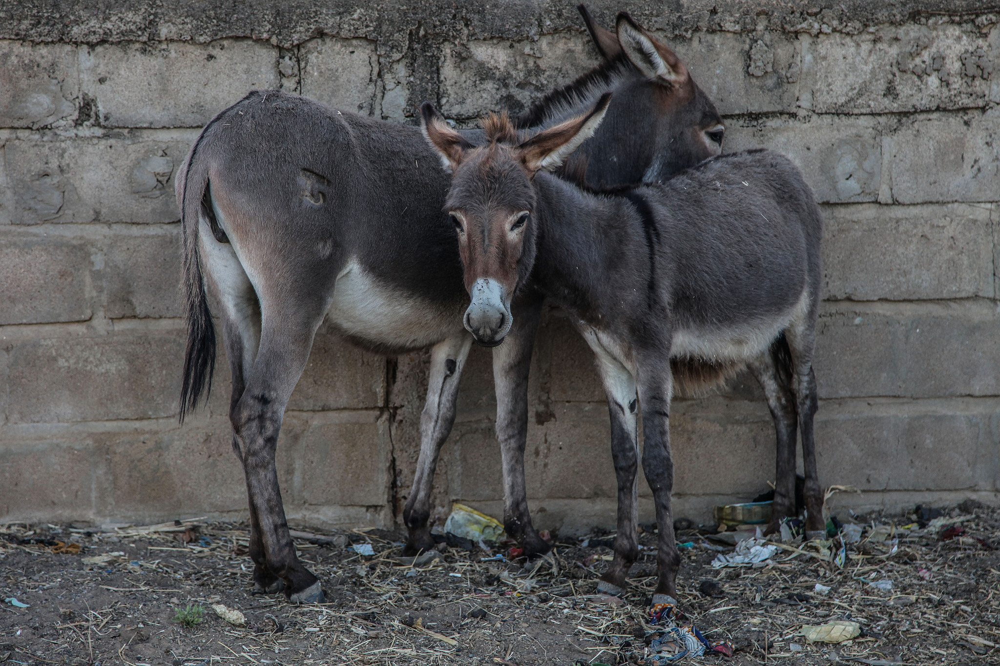 two donkeys