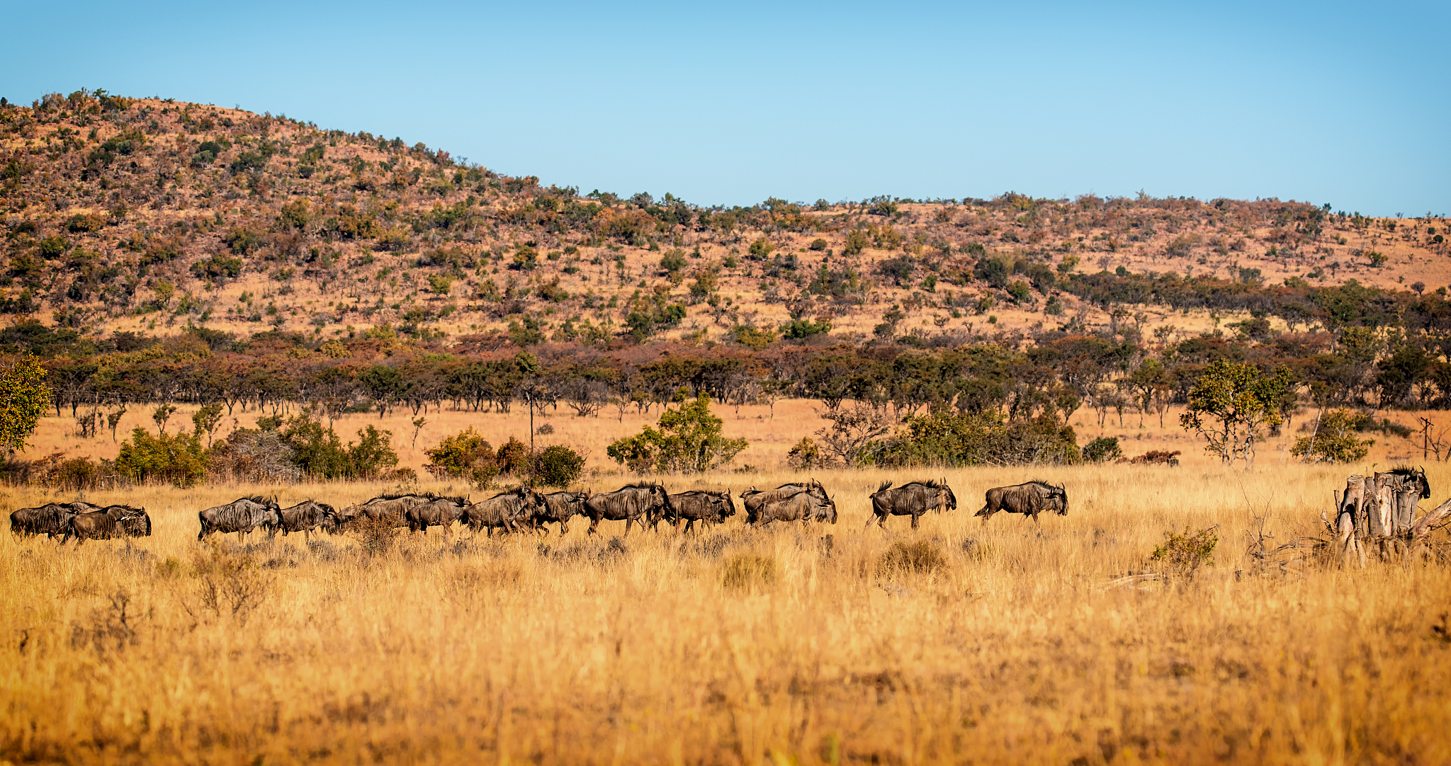 a large herd of wildebeest (gnu, connochaetes)