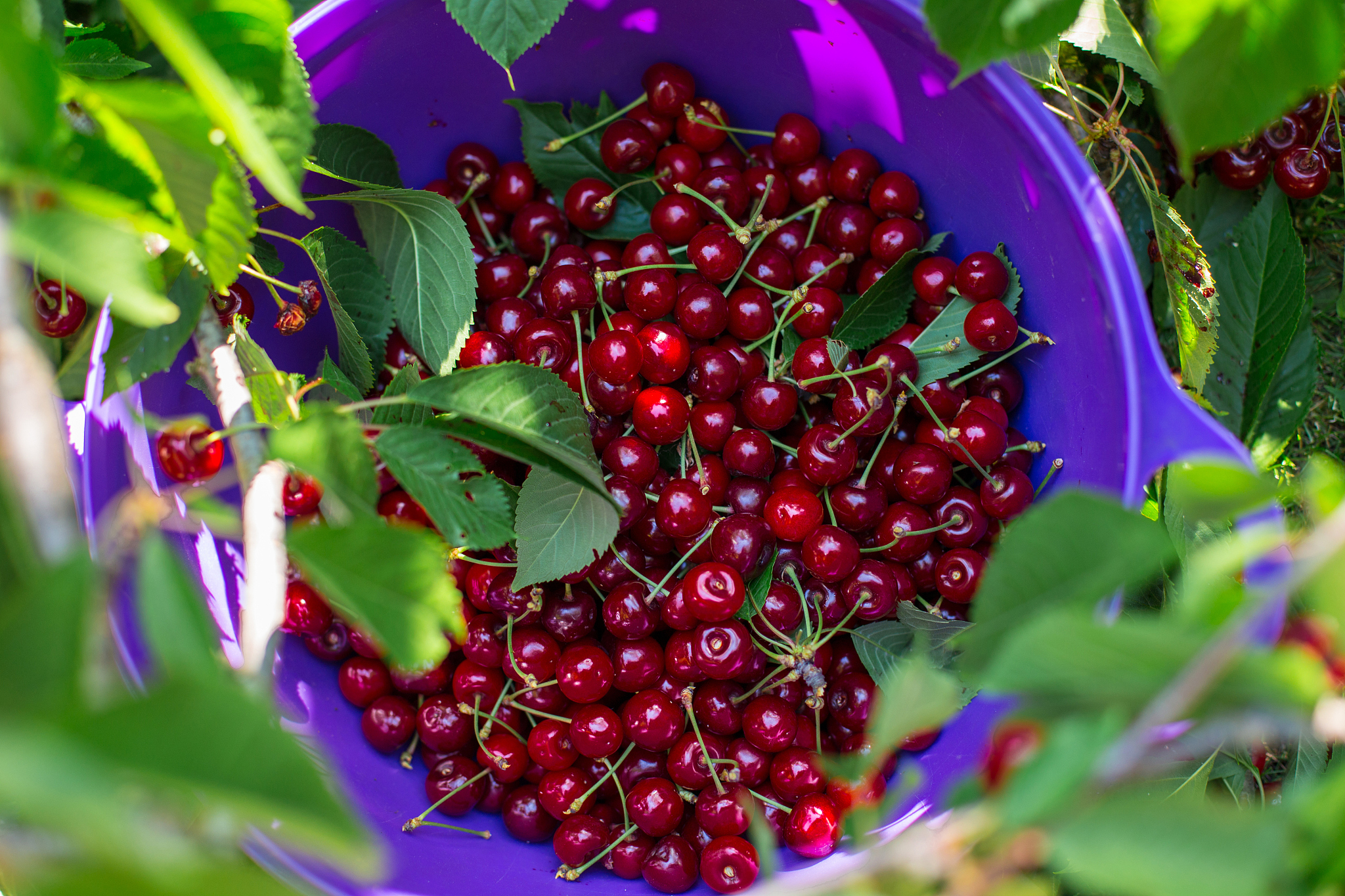 red cherries in a bowl, top view