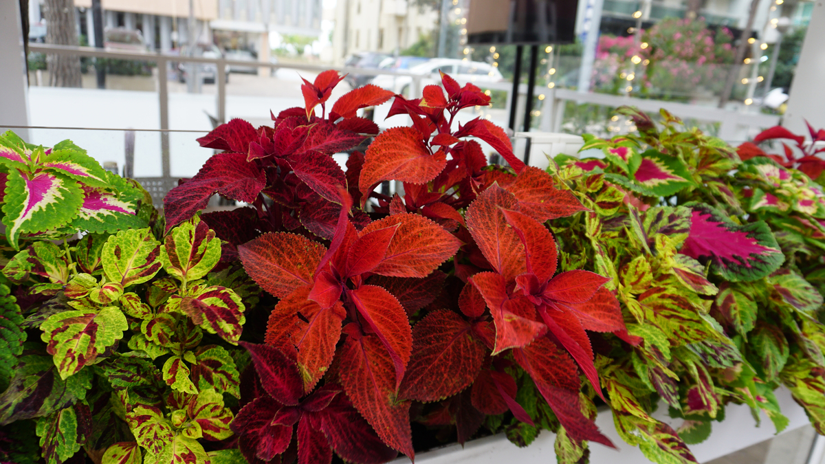 斑叶竹节秋海棠怎么养400字