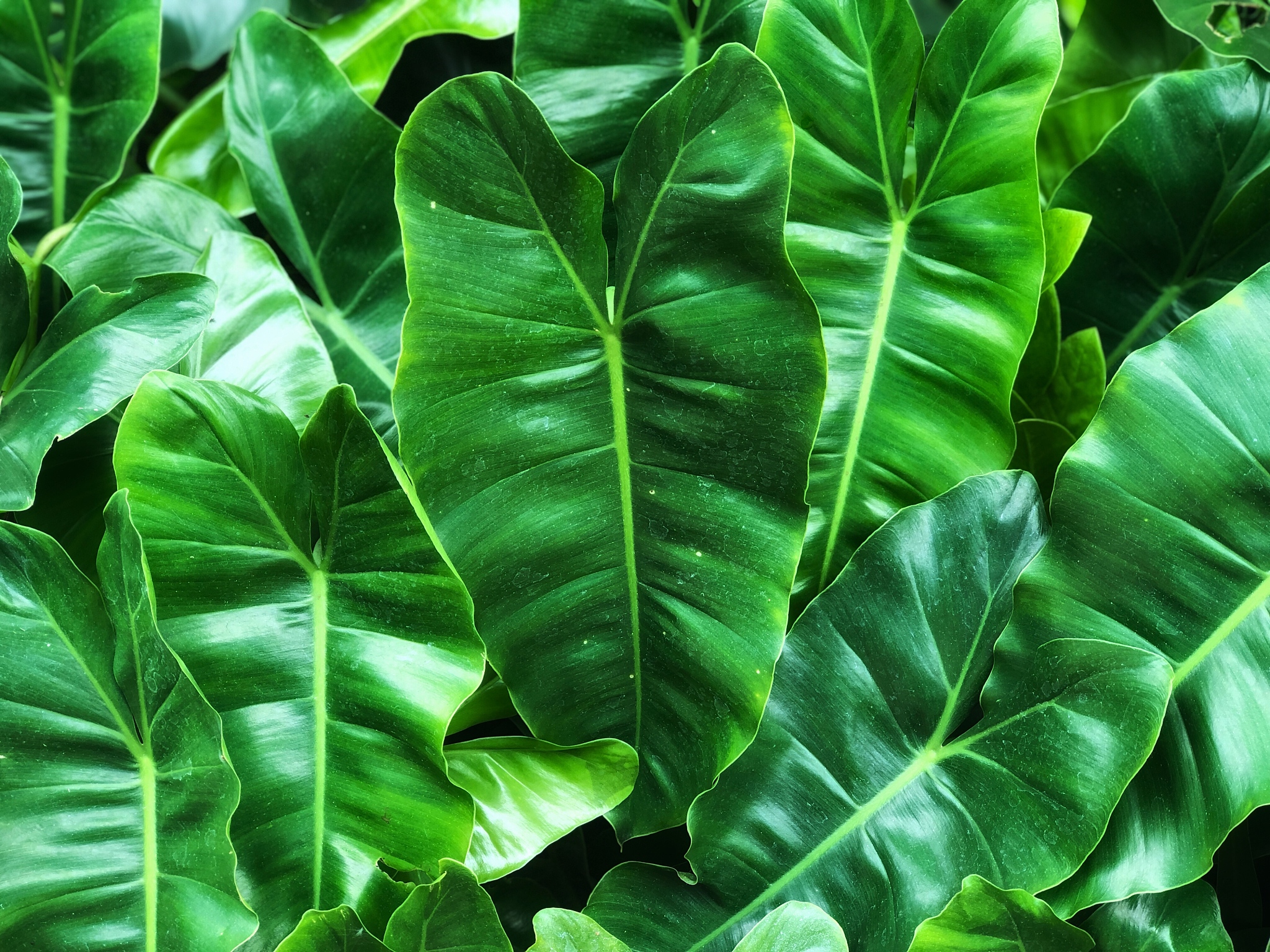 green leaves