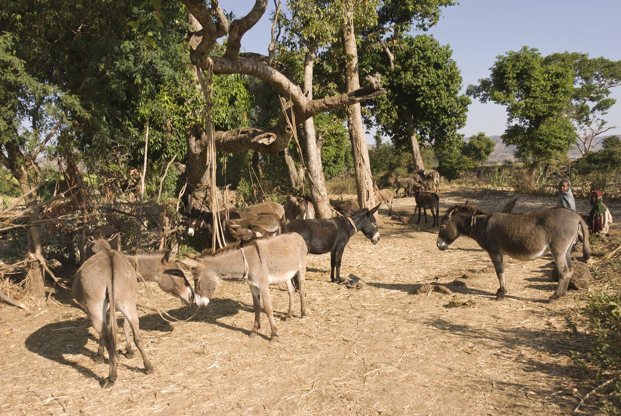donkeys.