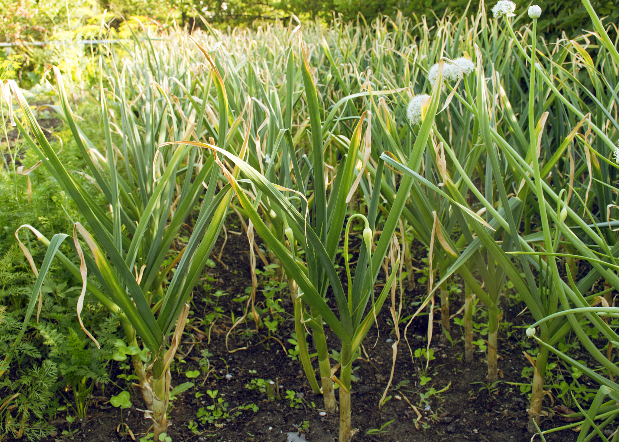 "r"ngarlic seedlings in the garden in spring. young and green ga