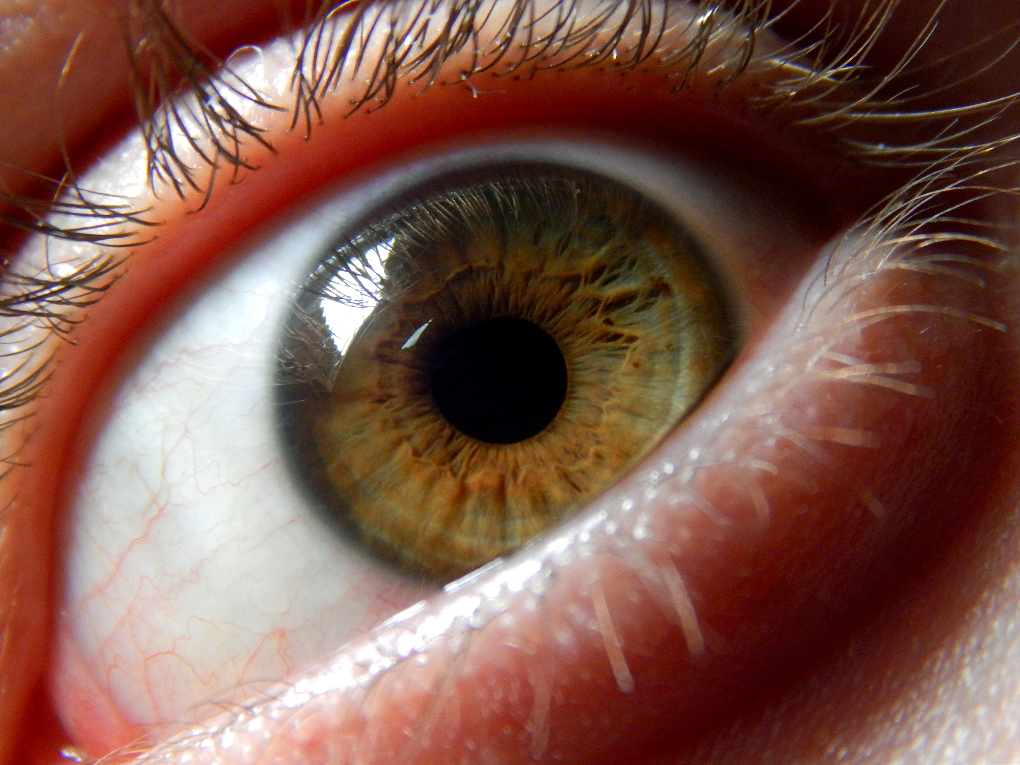 close-up of human eye