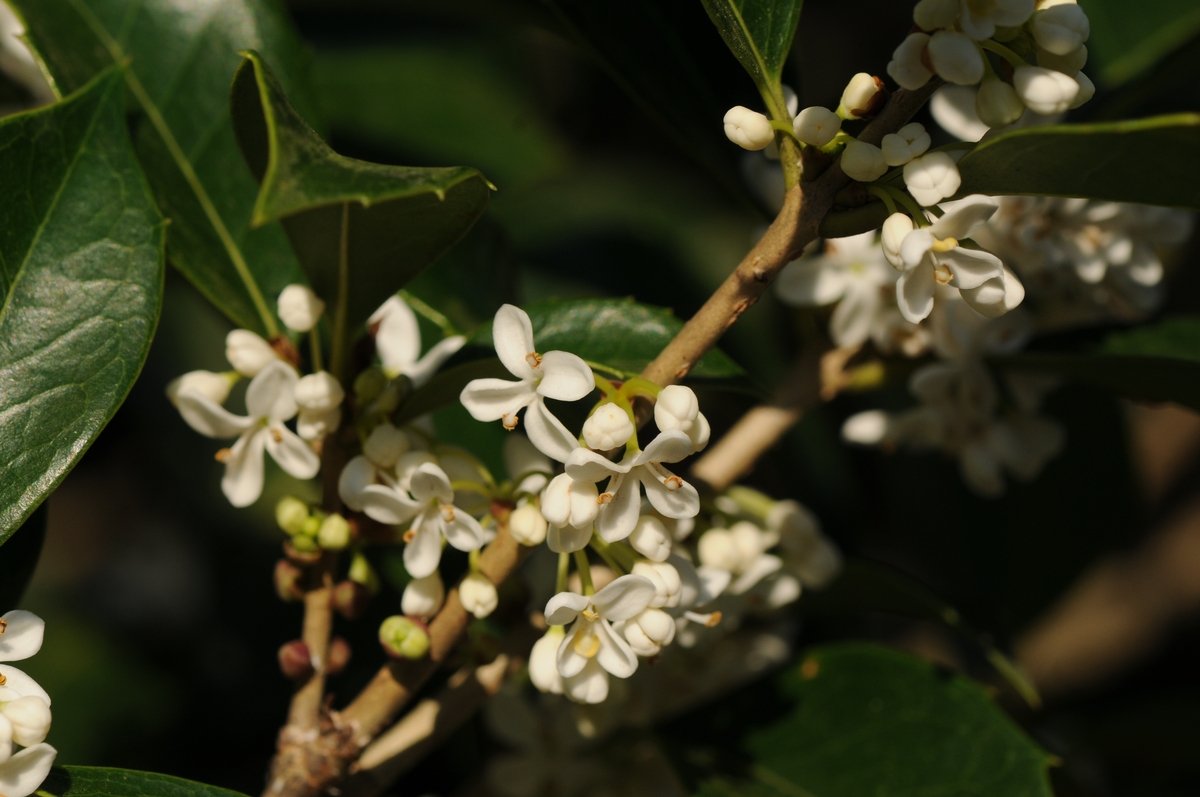 石楠花的味道是啥味道400字描述