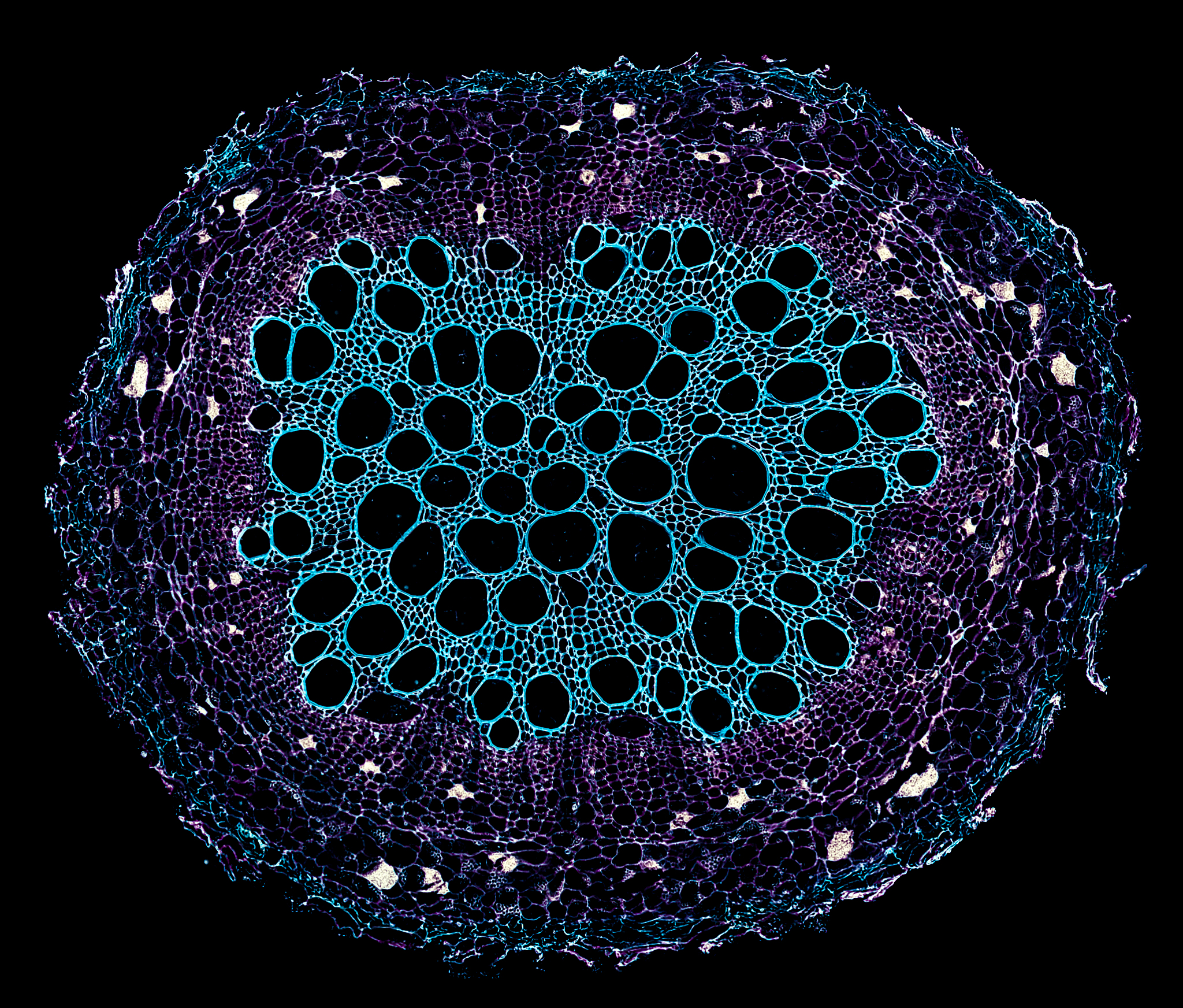 tobacco root - cross section cut under the microscope