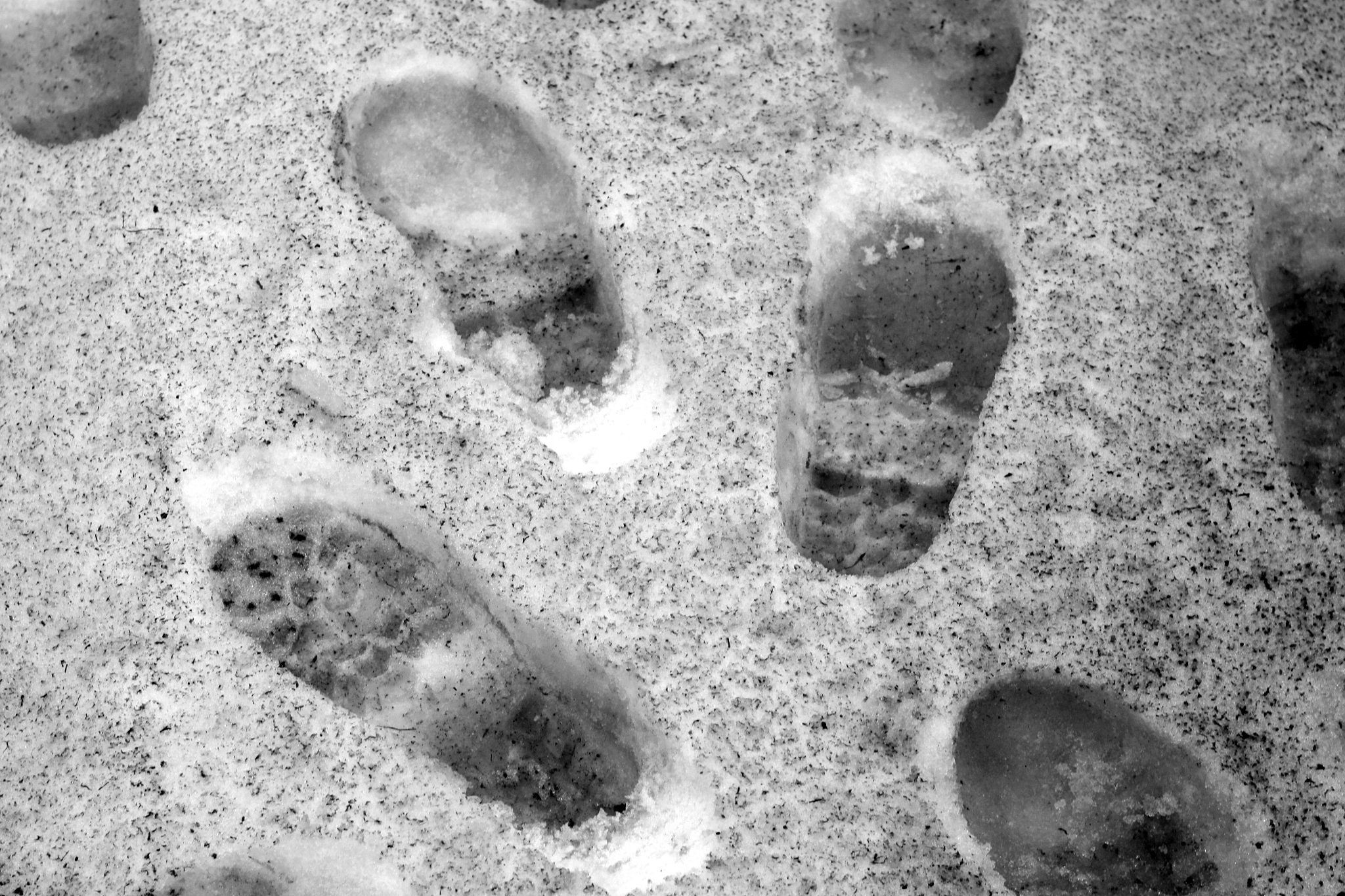 大豆堆霉菌：表面白色，内部灰色？揭秘不同霉菌类型