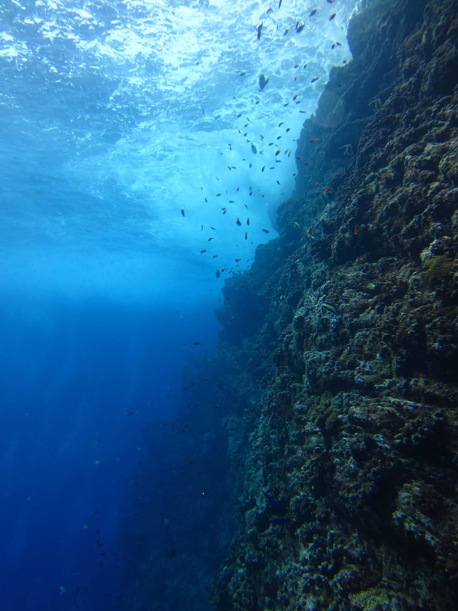 coral reef edge