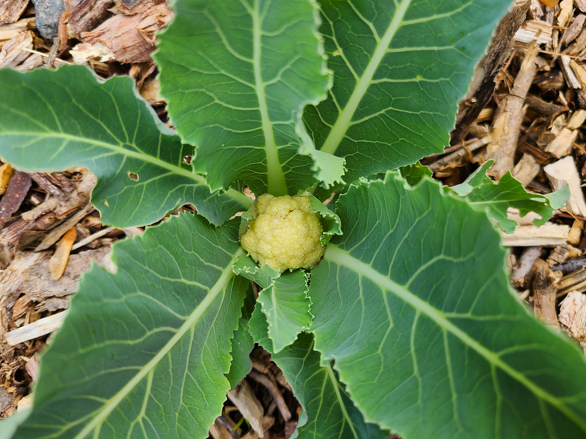 小菜花