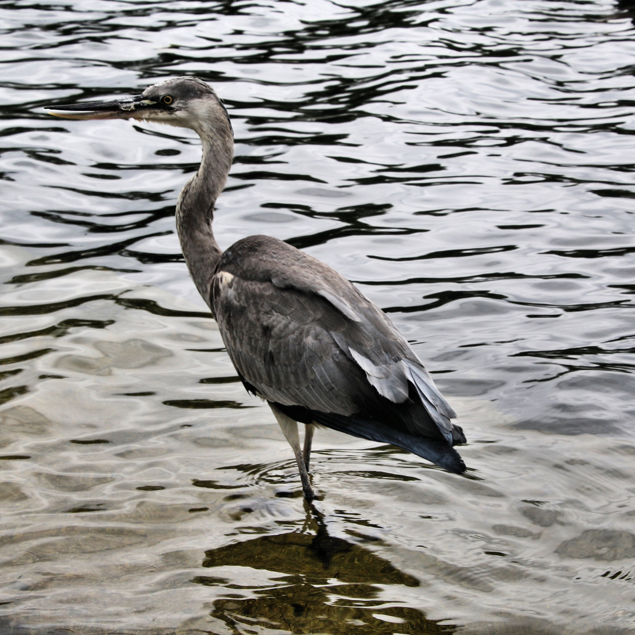 a picture of an adult heron in london