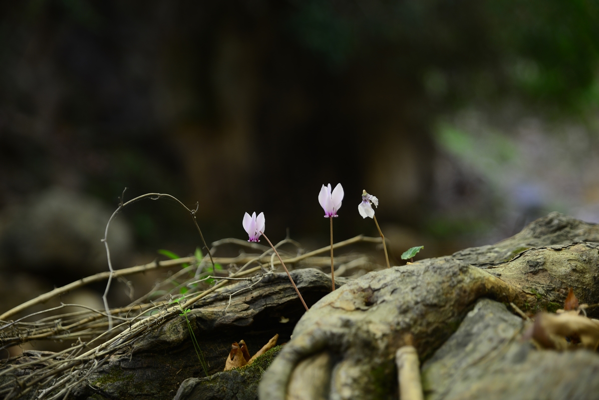 逆境绽放，逆势生长：花朵的坚韧与美丽