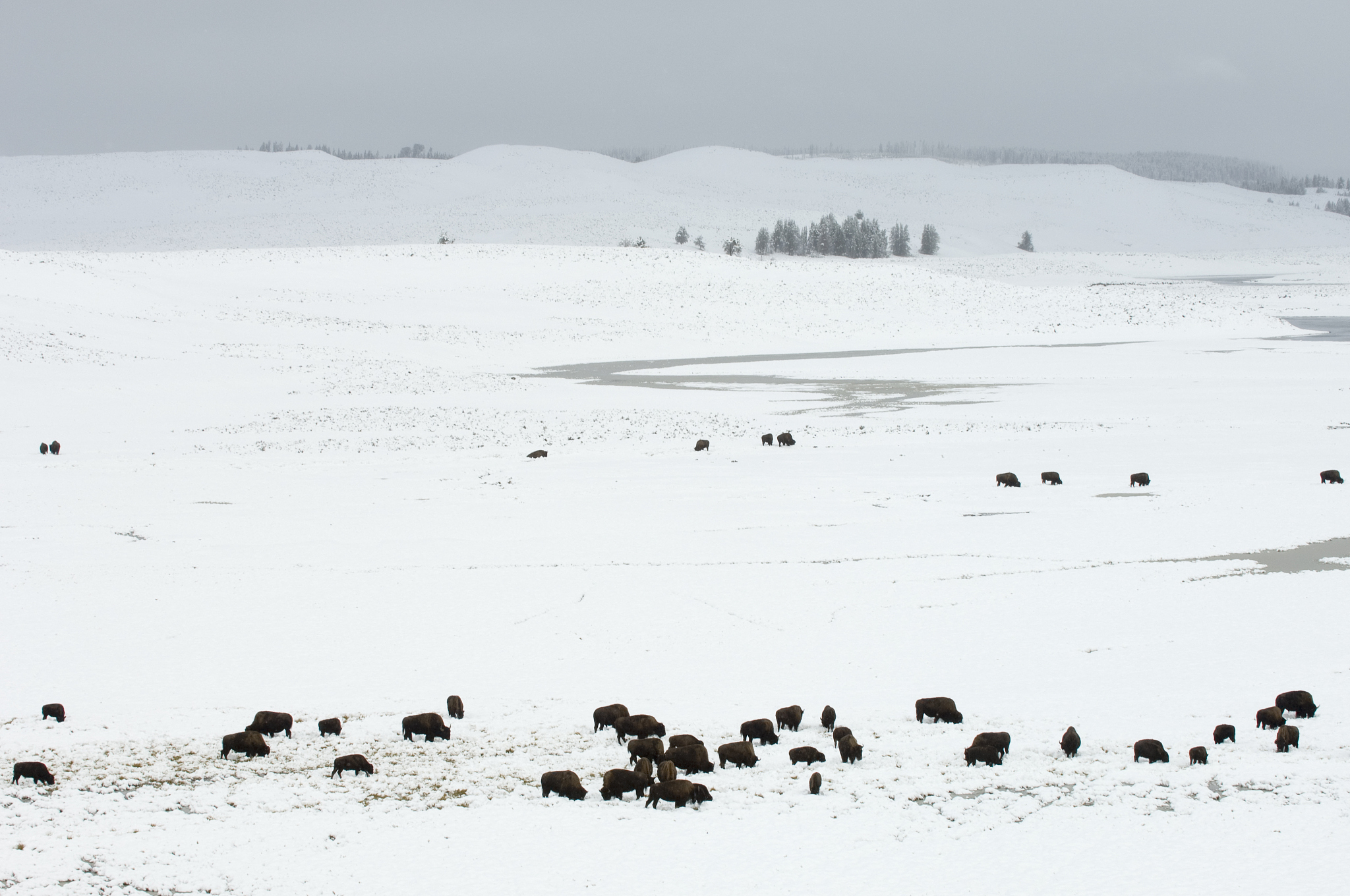 bison herd in snow covered field, hayden valley, yellowstone nat